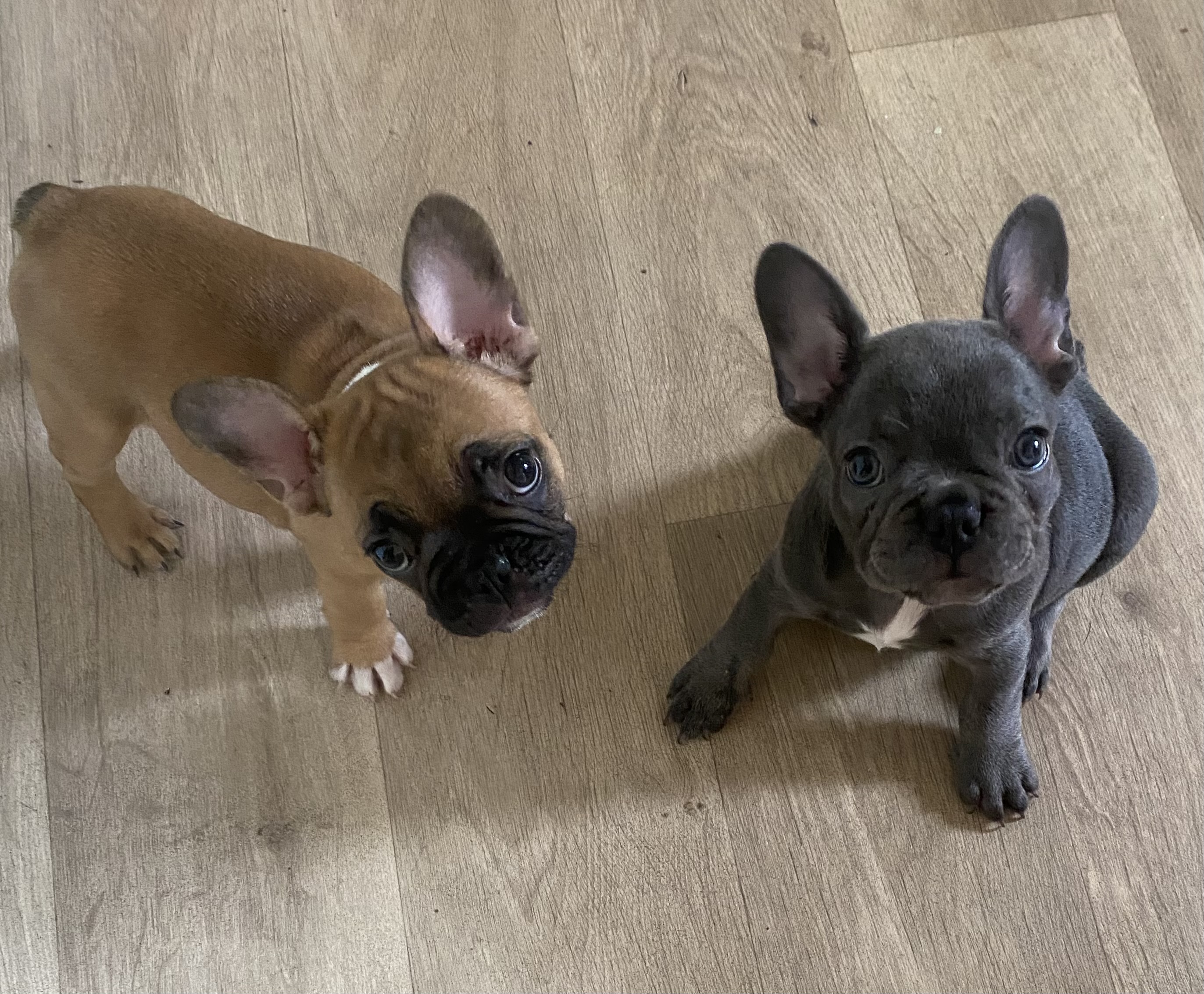 French Bulldog – Zillmere