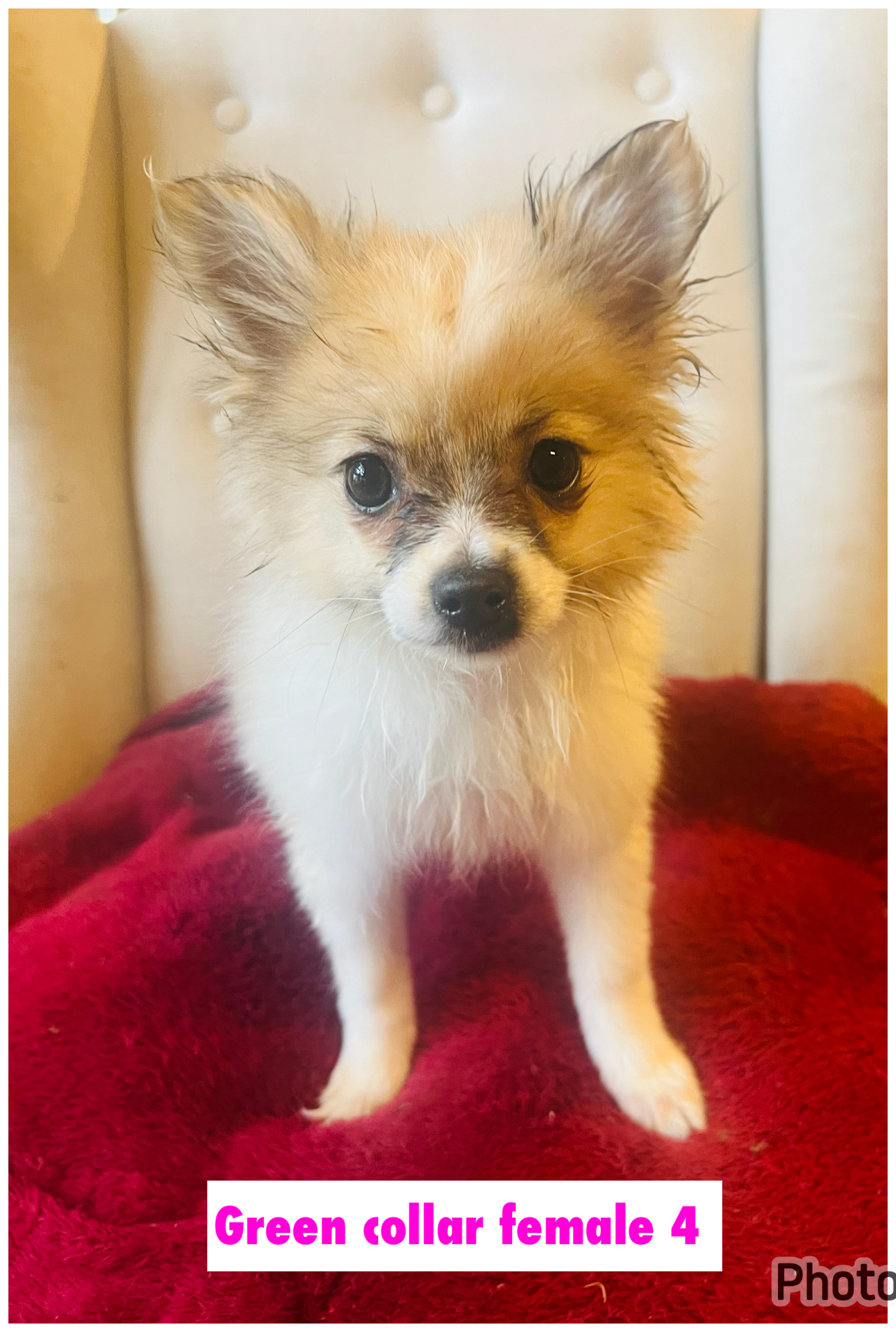 Pomeranian – Redan
