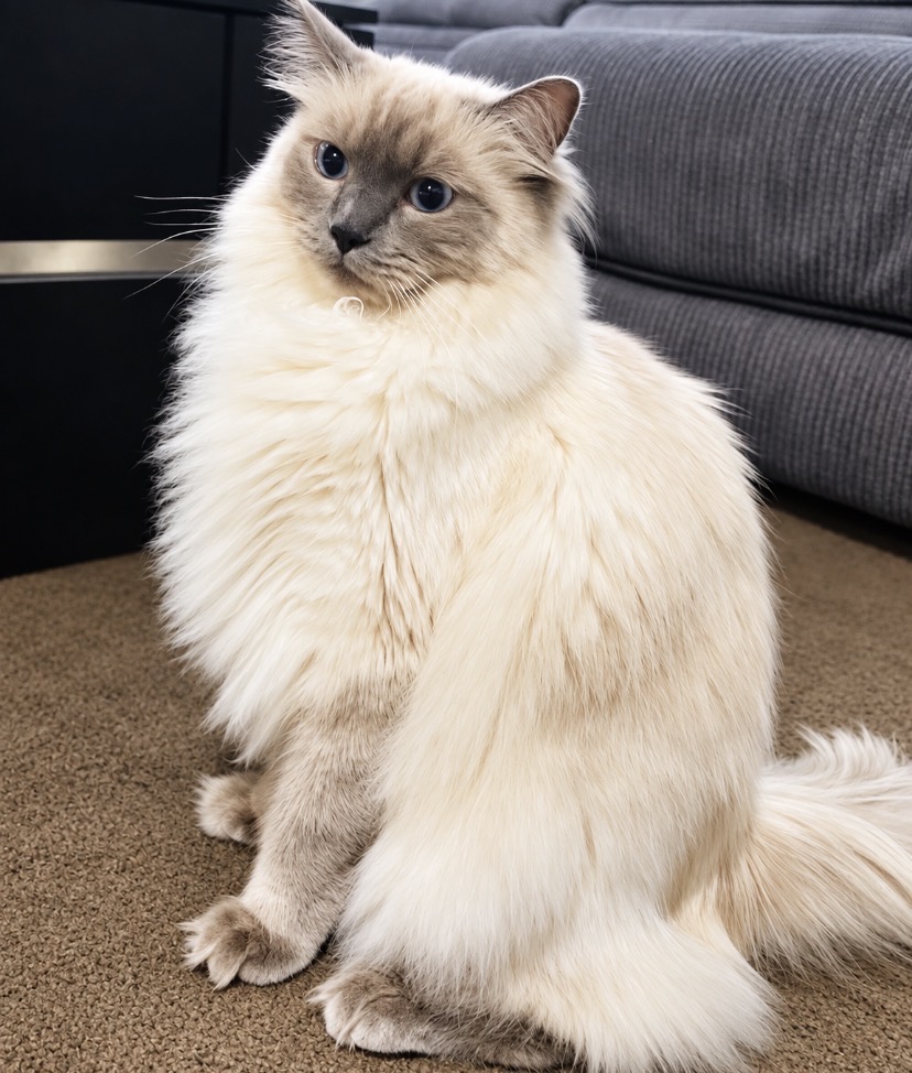 Ragdoll – South Ripley