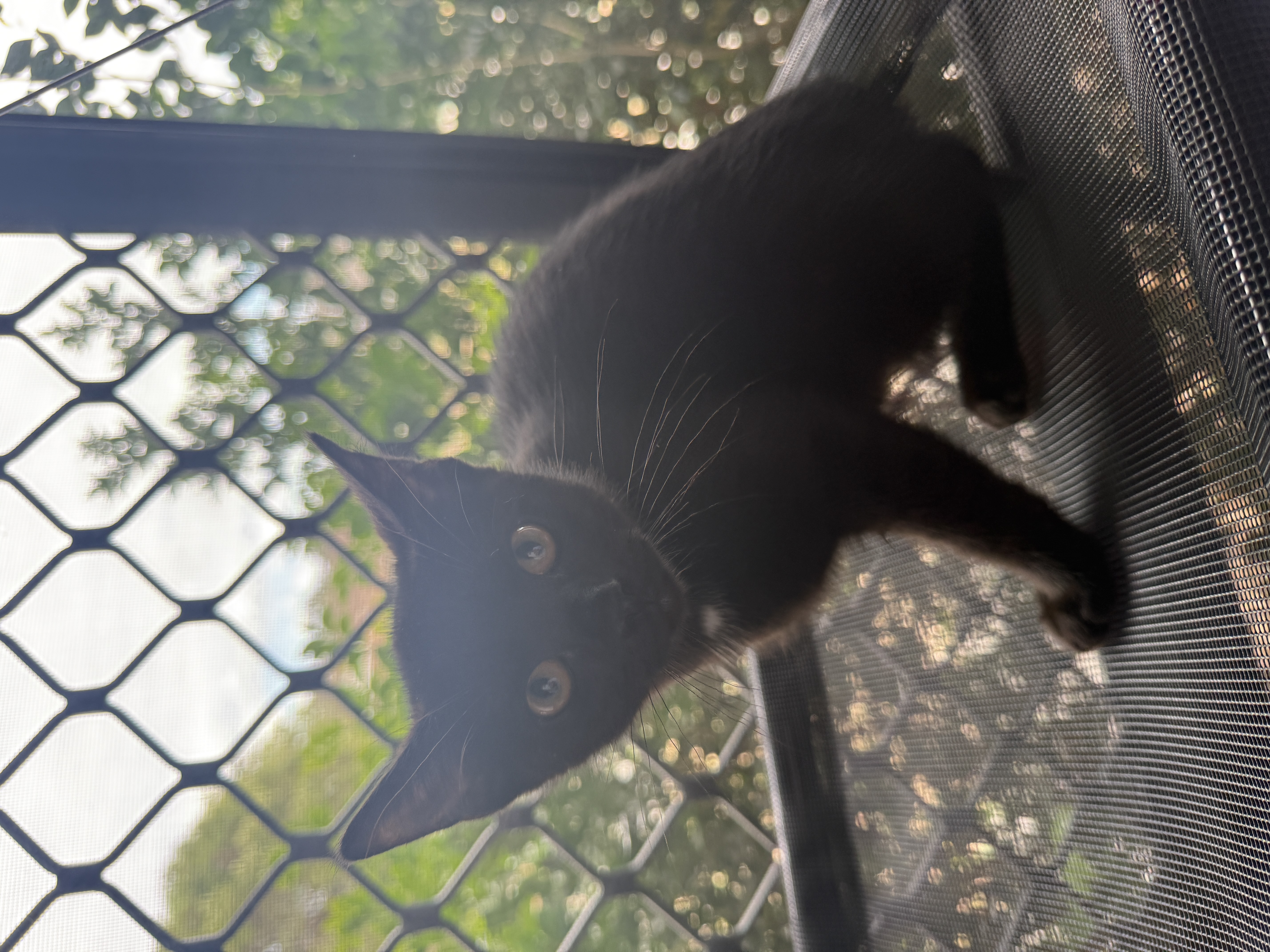 Domestic Short Hair (DSH) – Springfield
