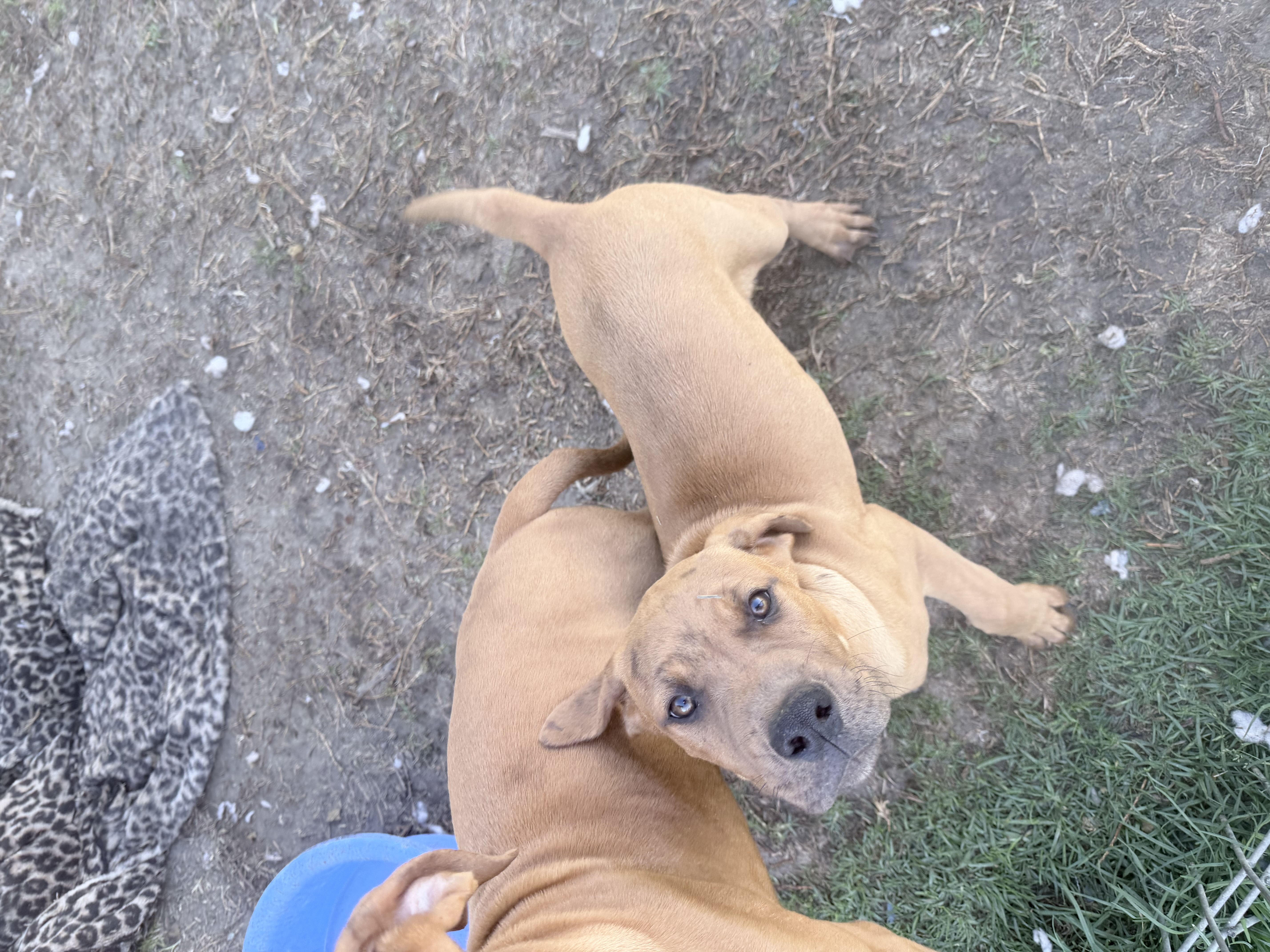 Mastiff – Tahmoor