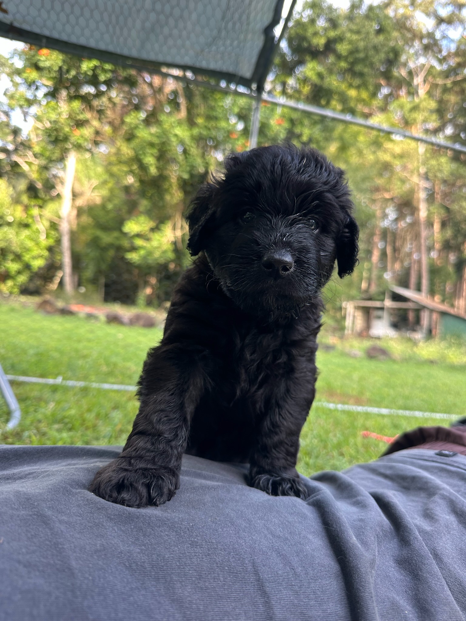 Aussiedoodle – Palmwoods