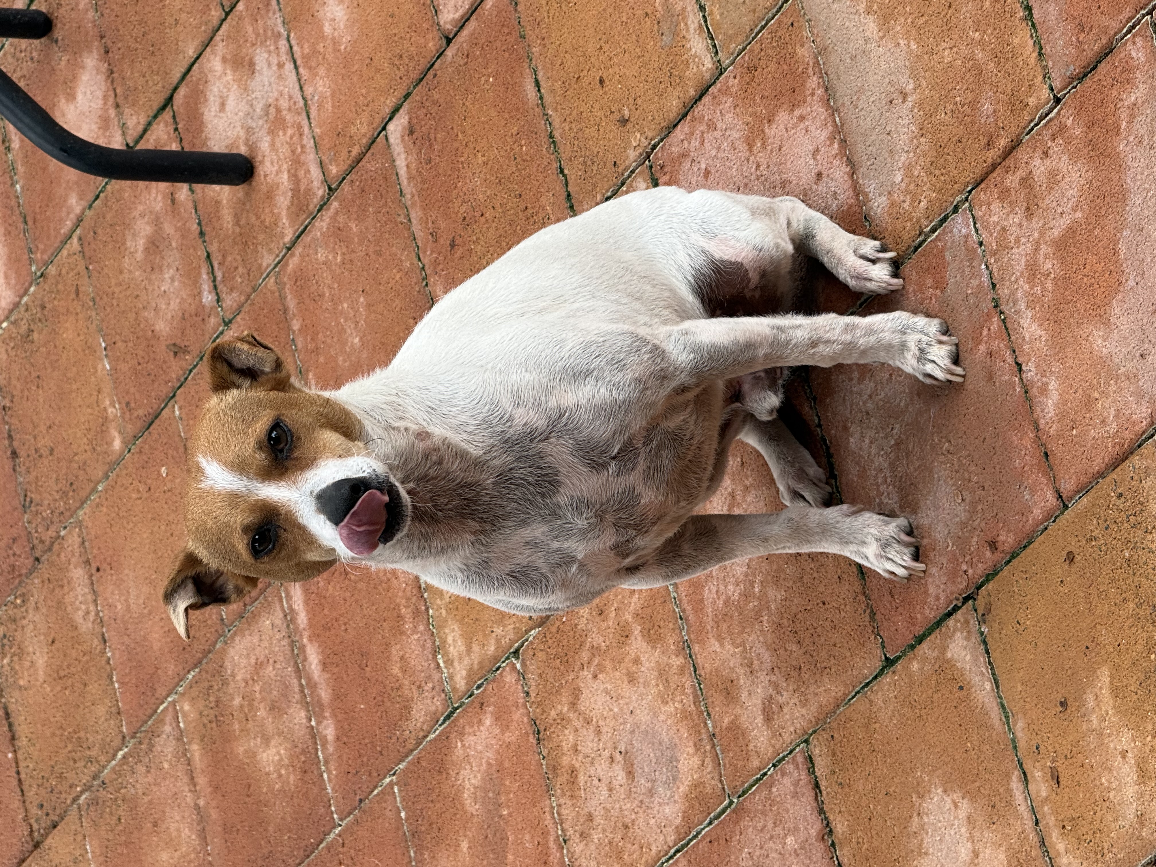 Jack Russell – Grasmere
