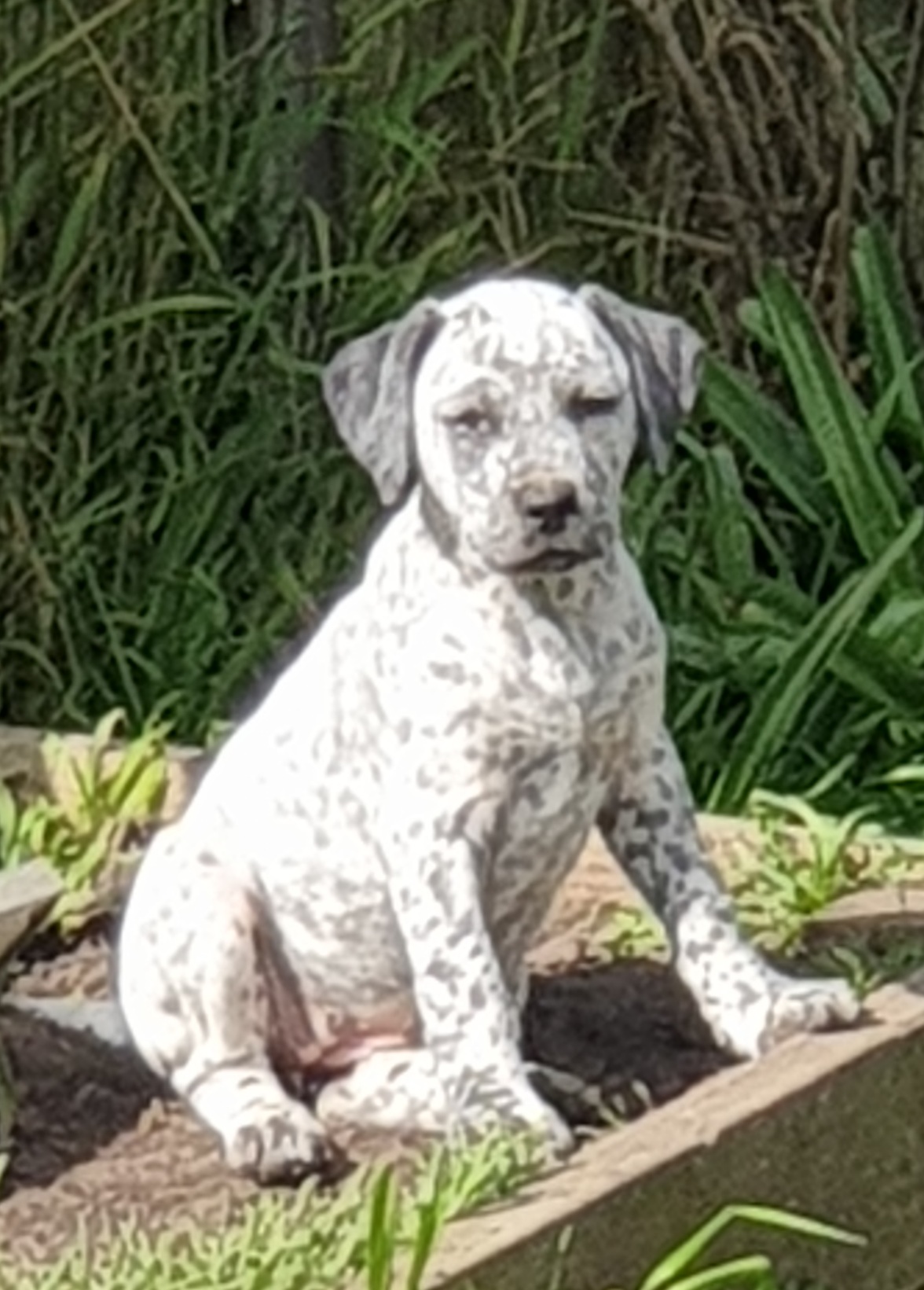 Bull Arab x GSP puppies looking for their forever home