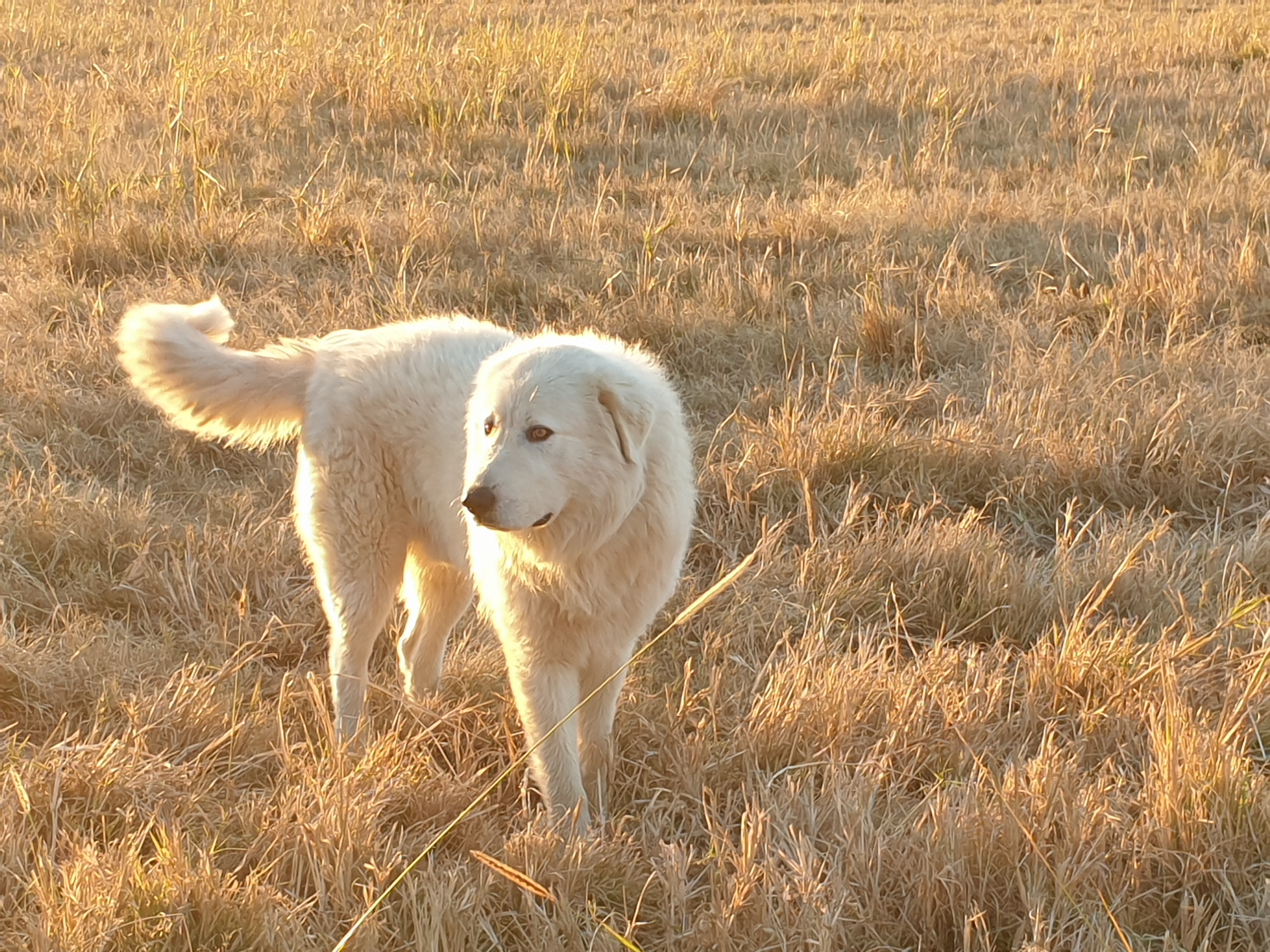 Maremma pups for working homes