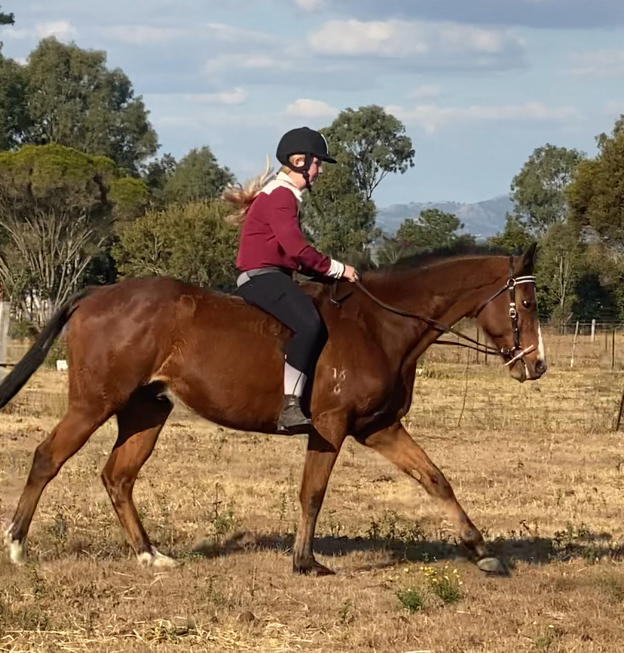 Thoroughbred – Lockyer Waters