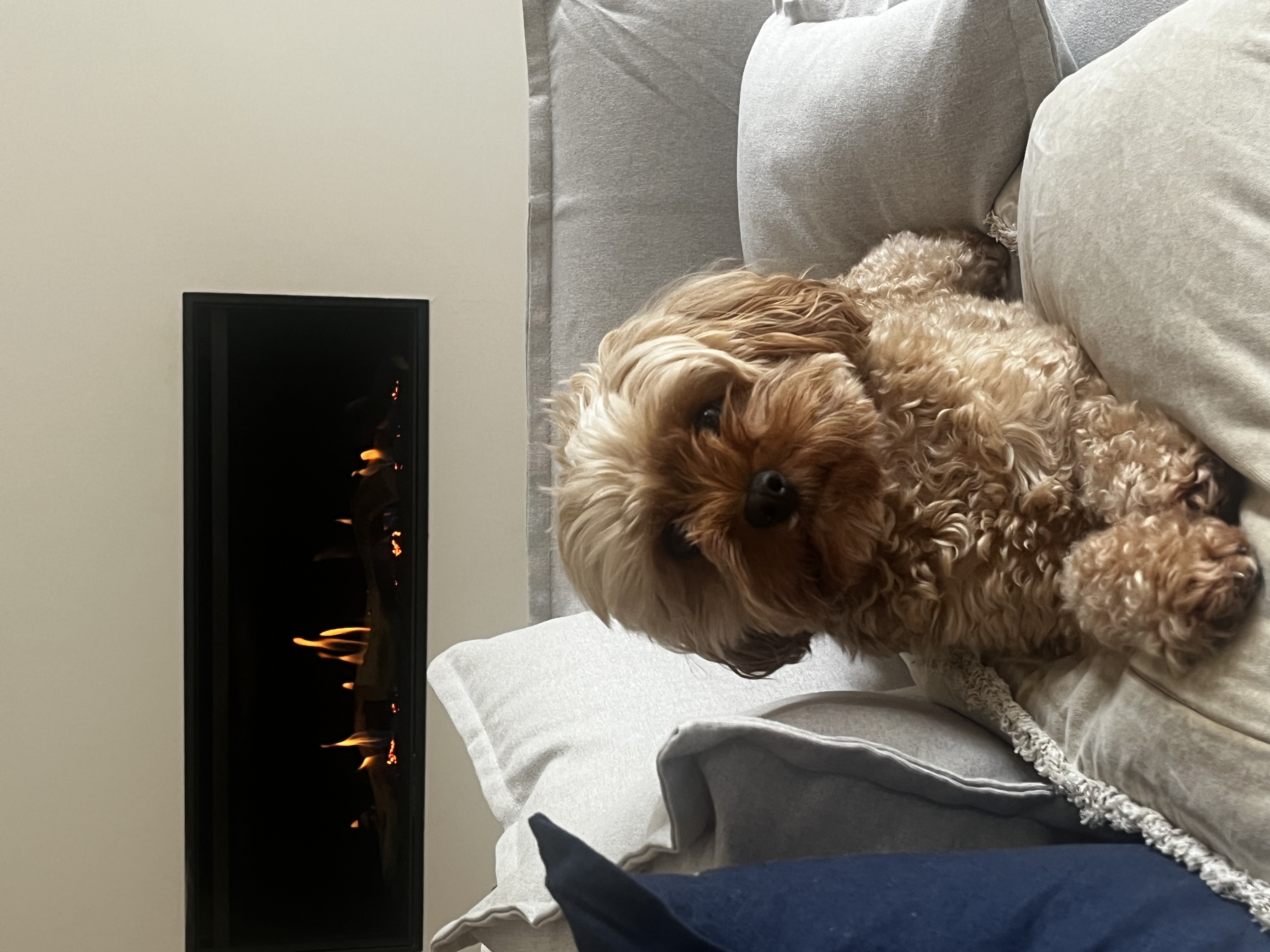 Affenpinscher – Warranwood