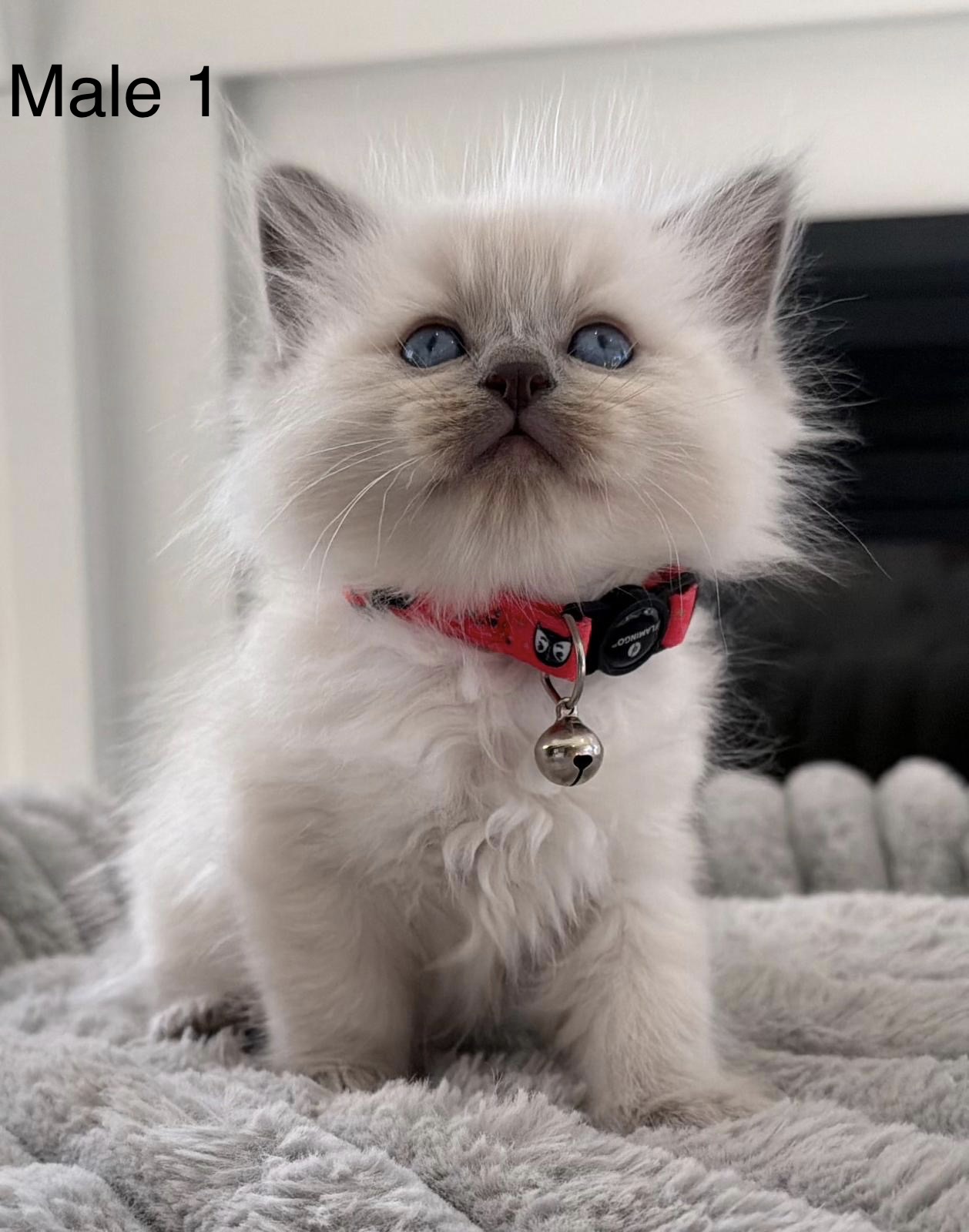 Ragdoll – Officer