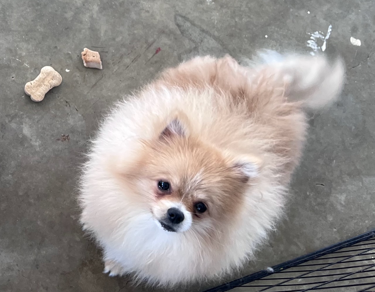 Pomeranian – Marks Point
