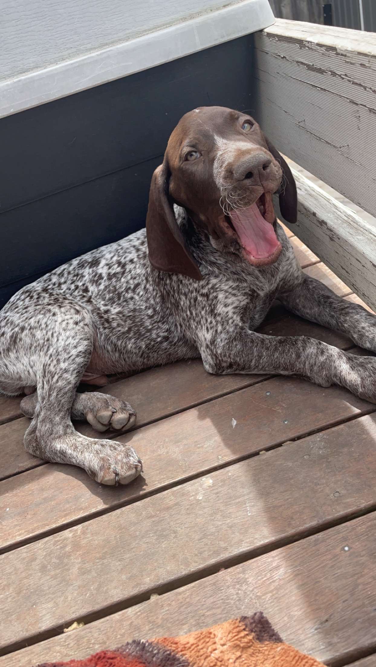German Shorthaired Pointer - Calum Beeby