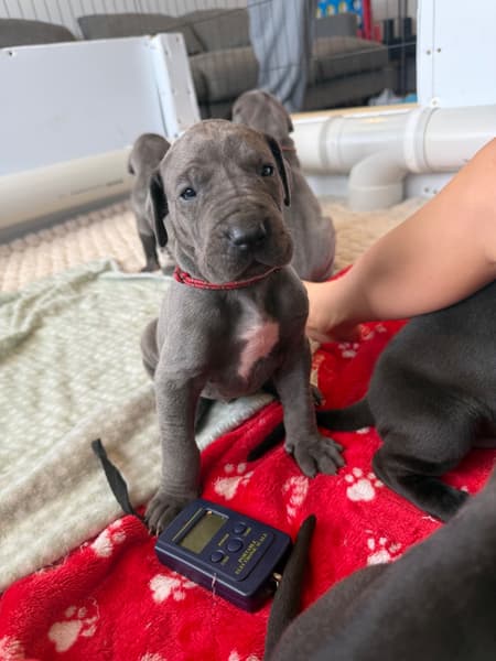 Great Dane – Beaconsfield