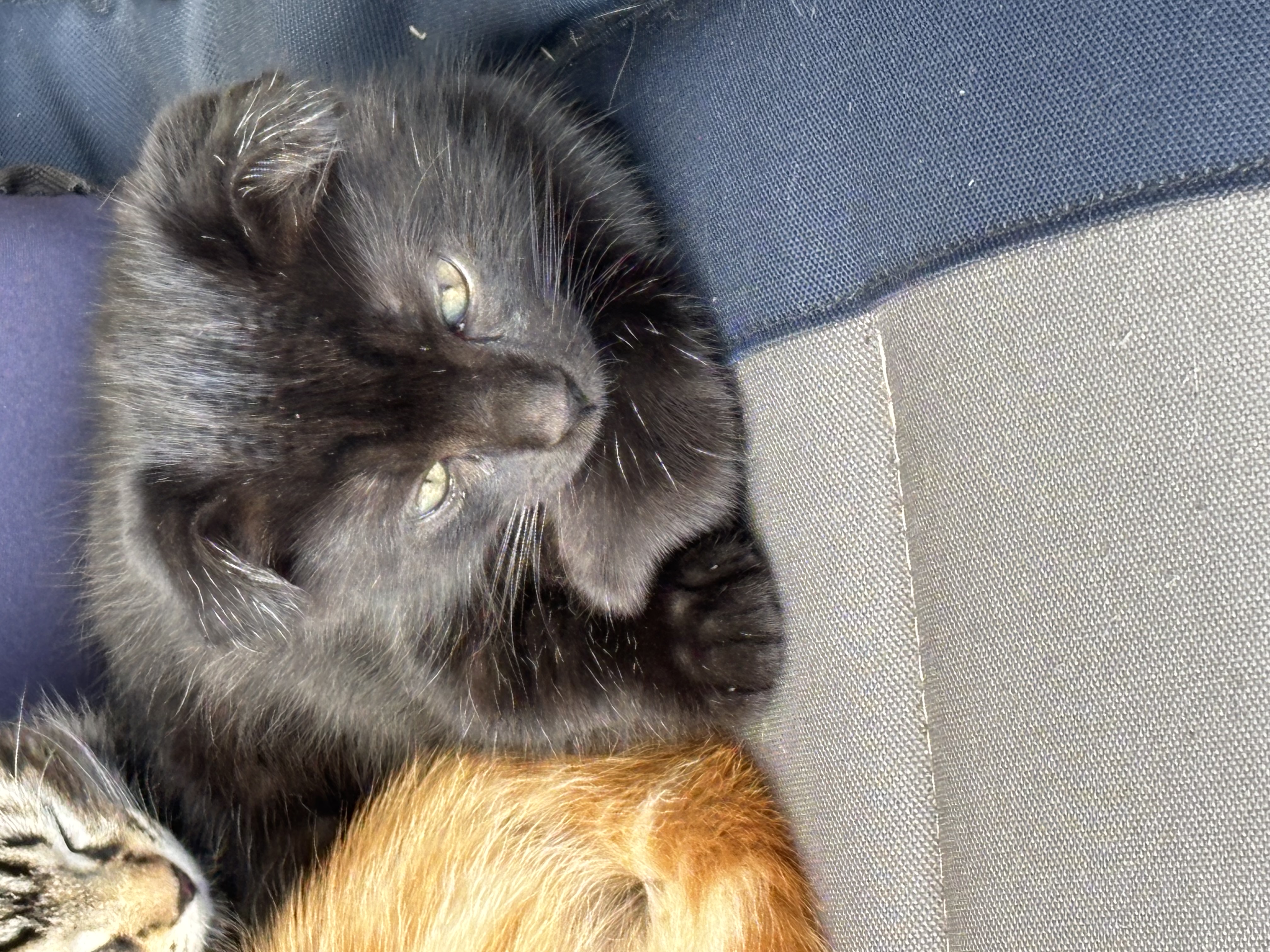 Scottish Fold – Highton