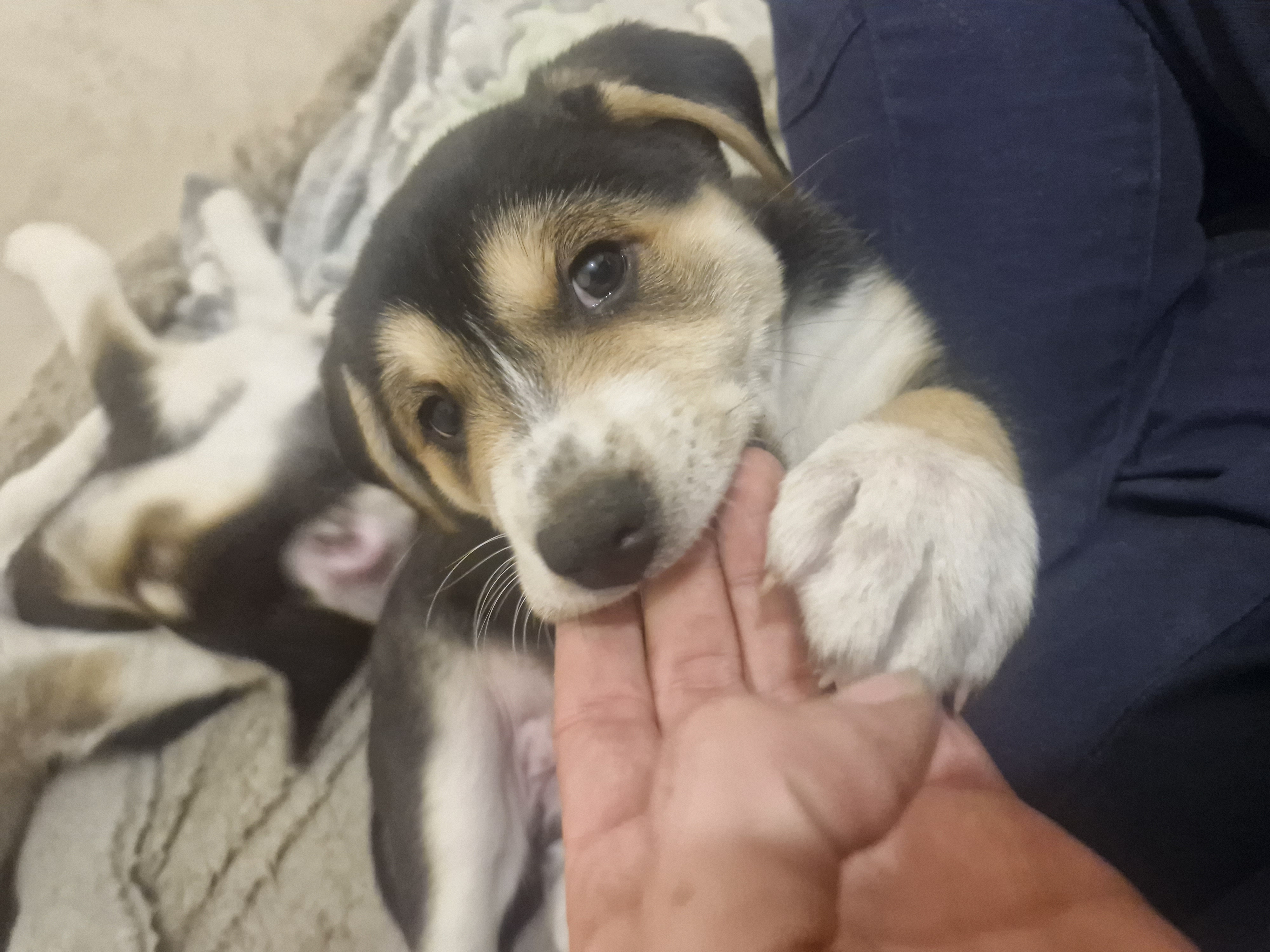 Husky – Dodges Ferry