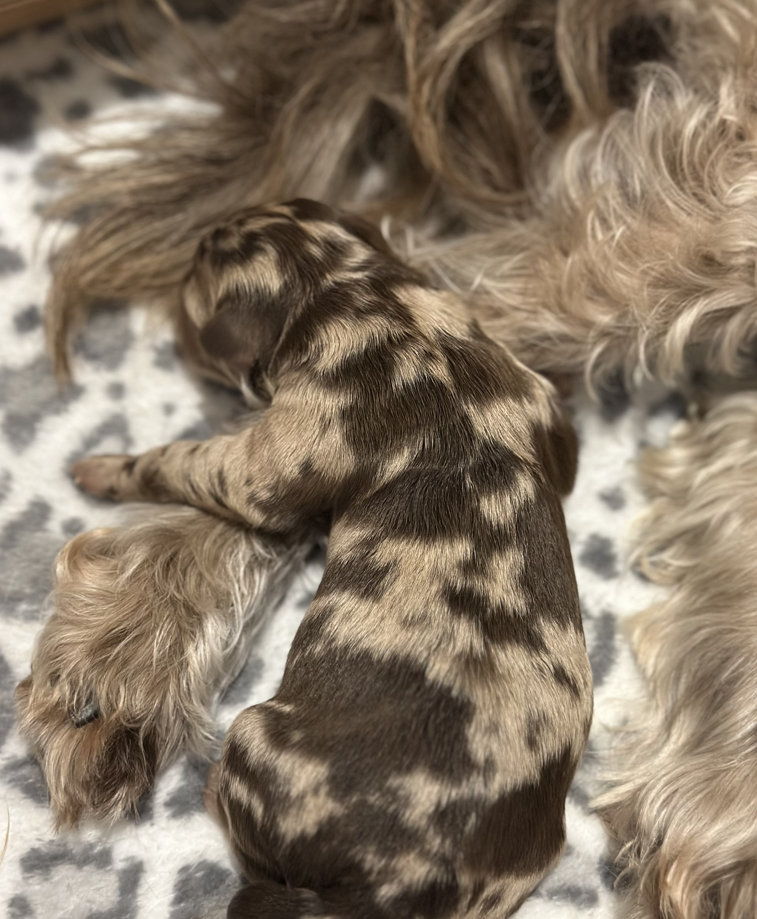 Labradoodle – Buddina