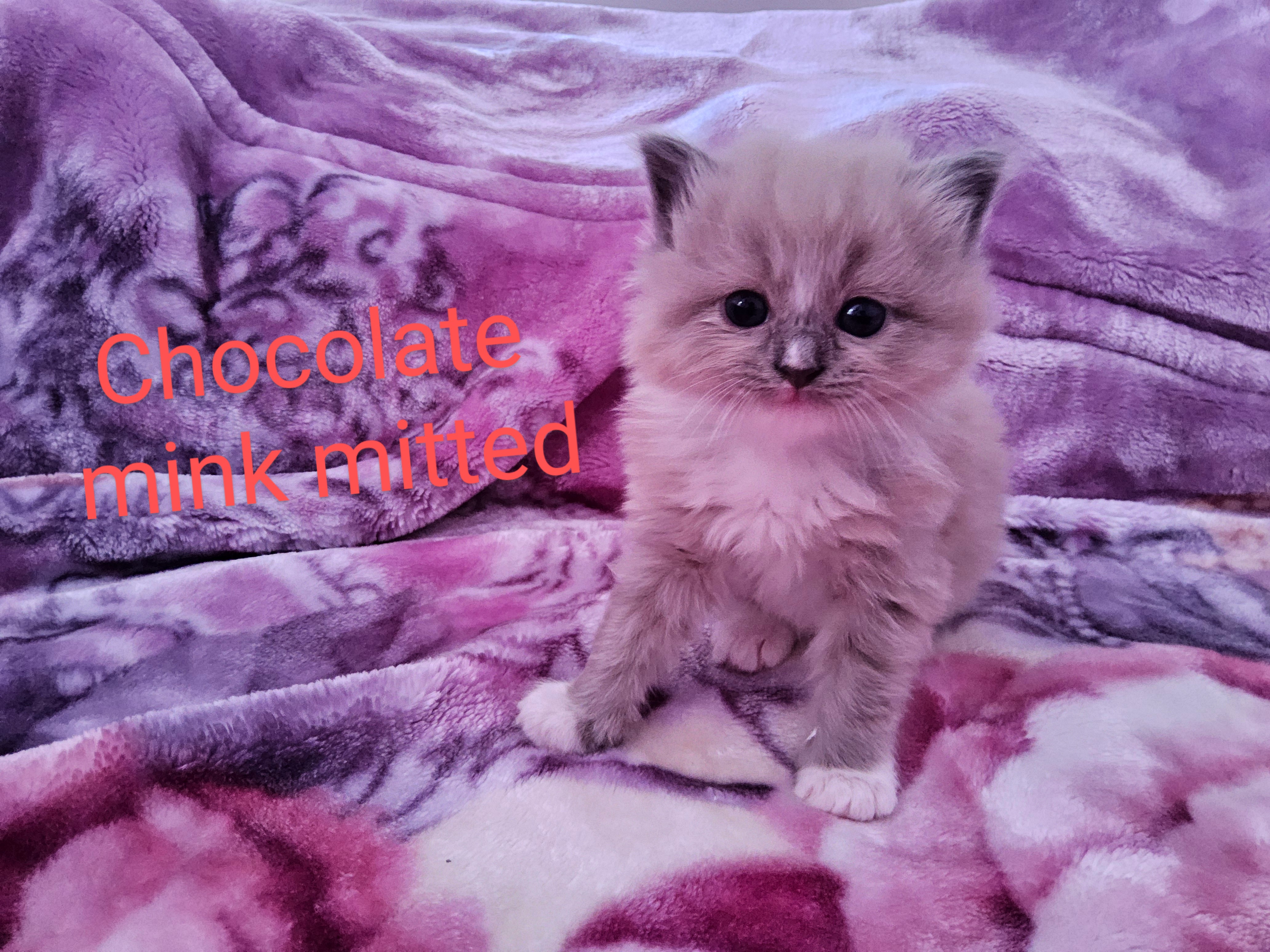 Ragdoll – Adelaide