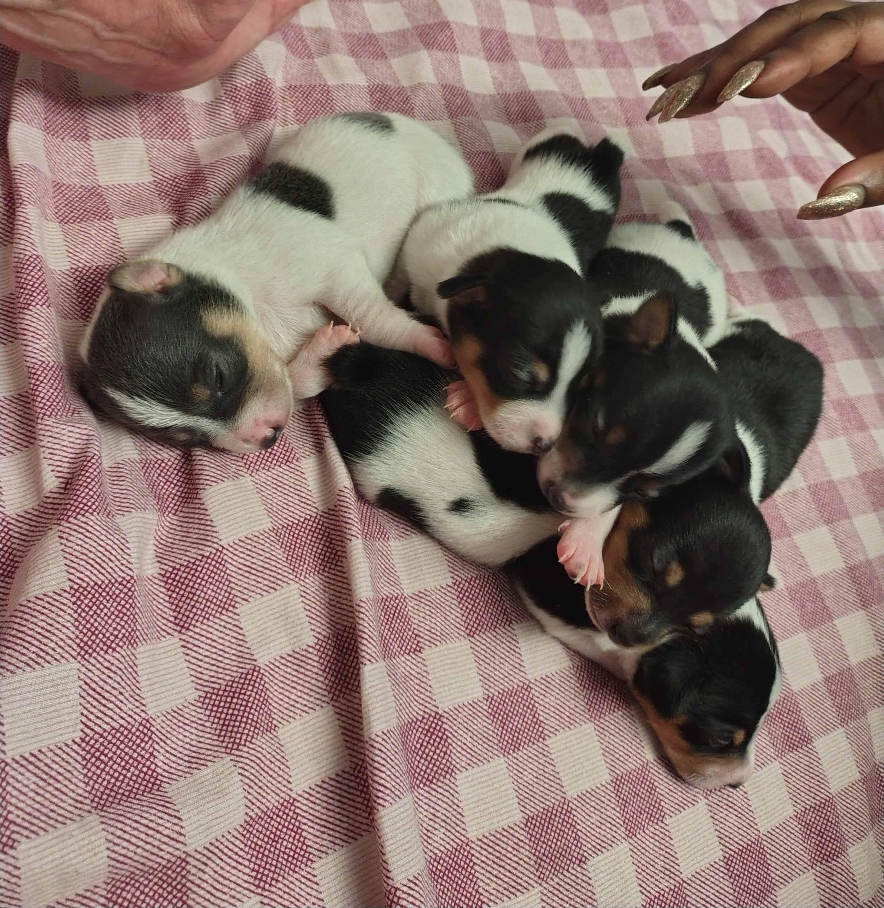 Mini fox terrier x Tenterfield