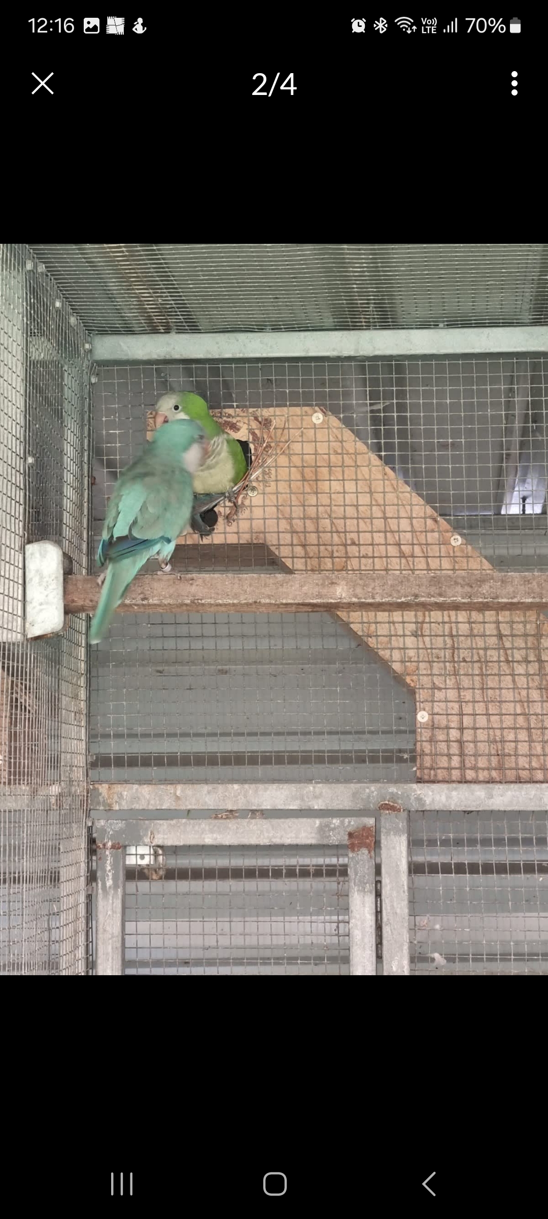 Parrots – Anna