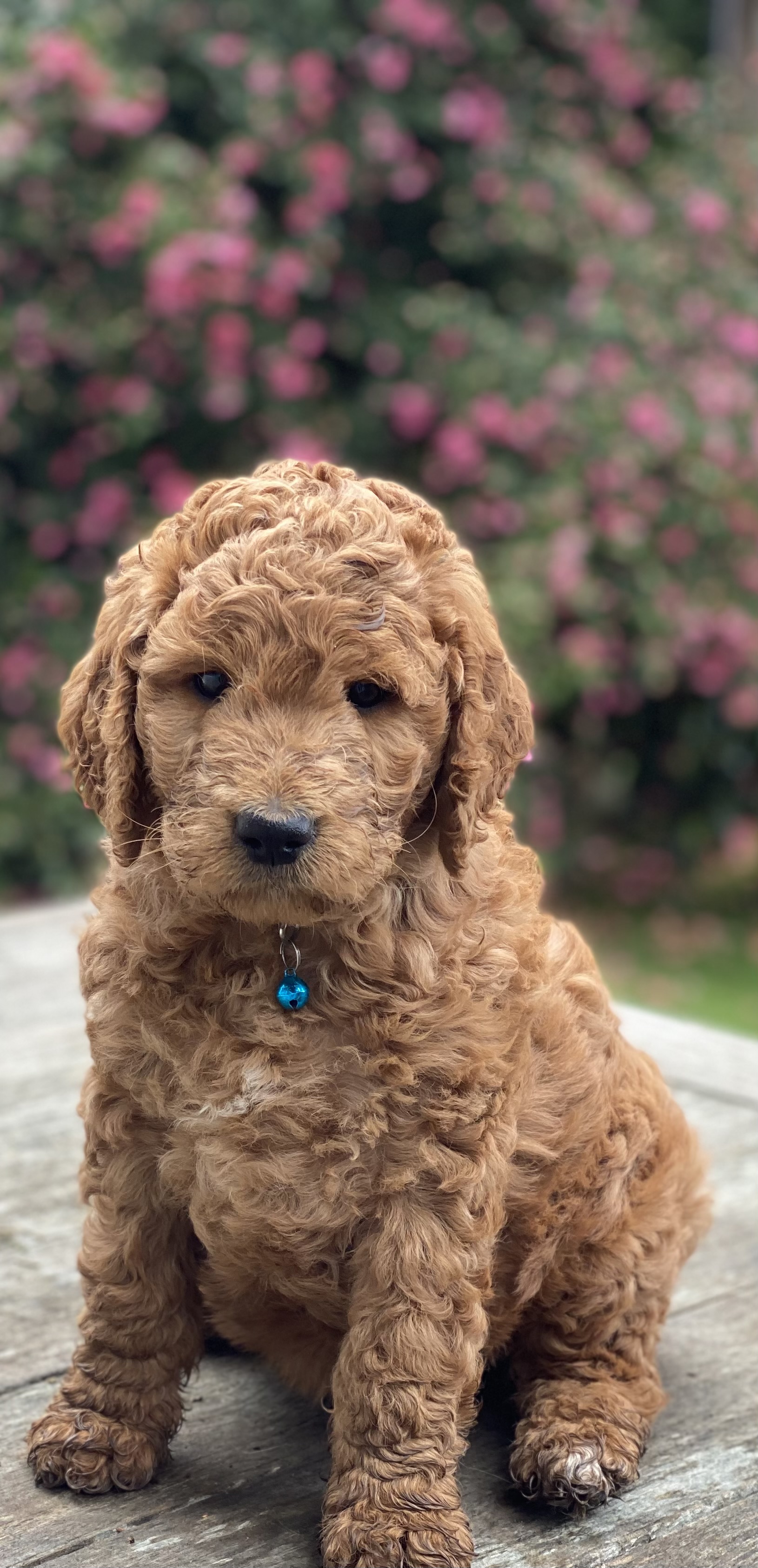 Labradoodle Mount Macedon VIC PetsForHomes Labradoodle Mount Macedon VIC PetsForHomes