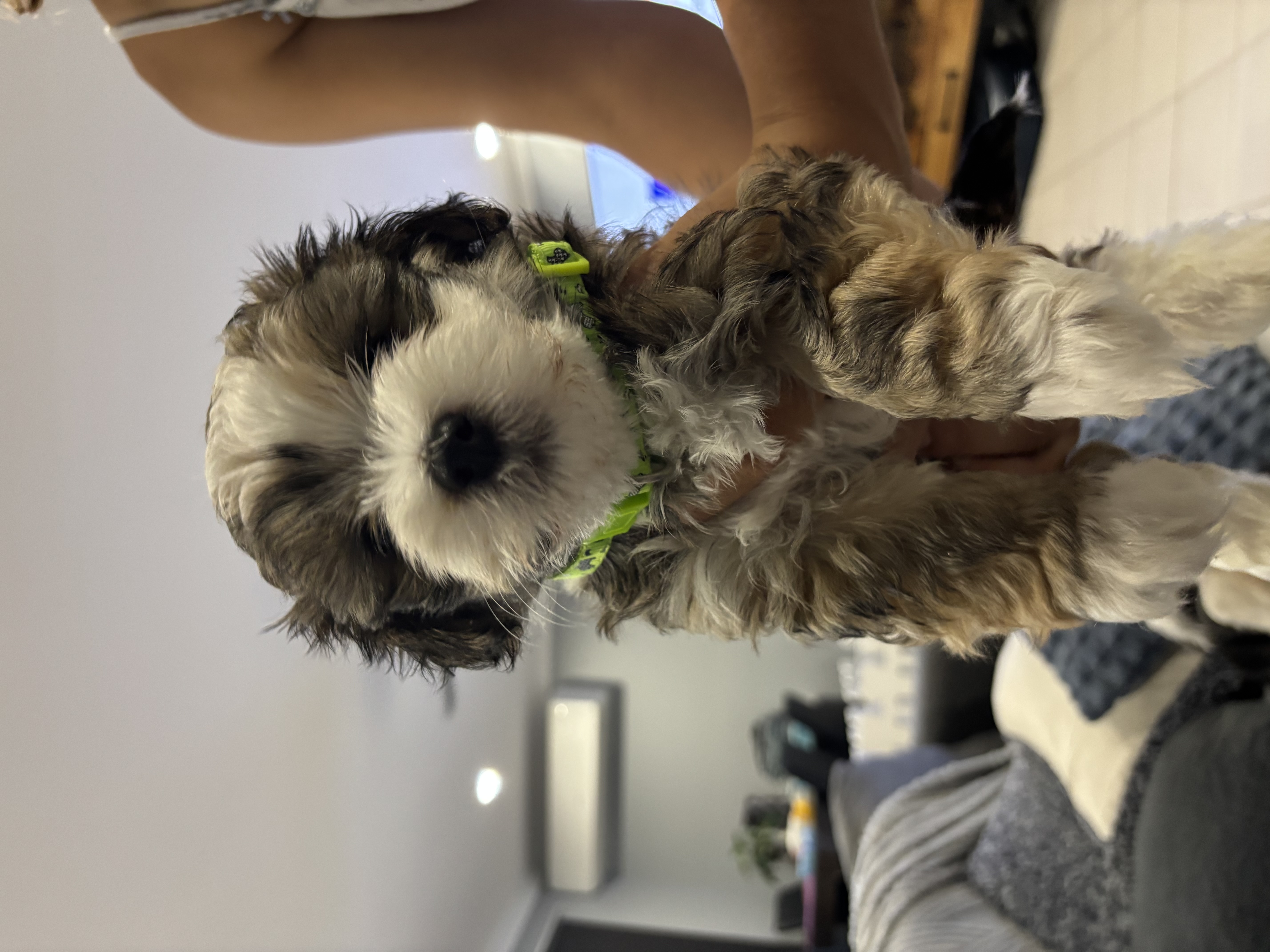 Havanese – Minden