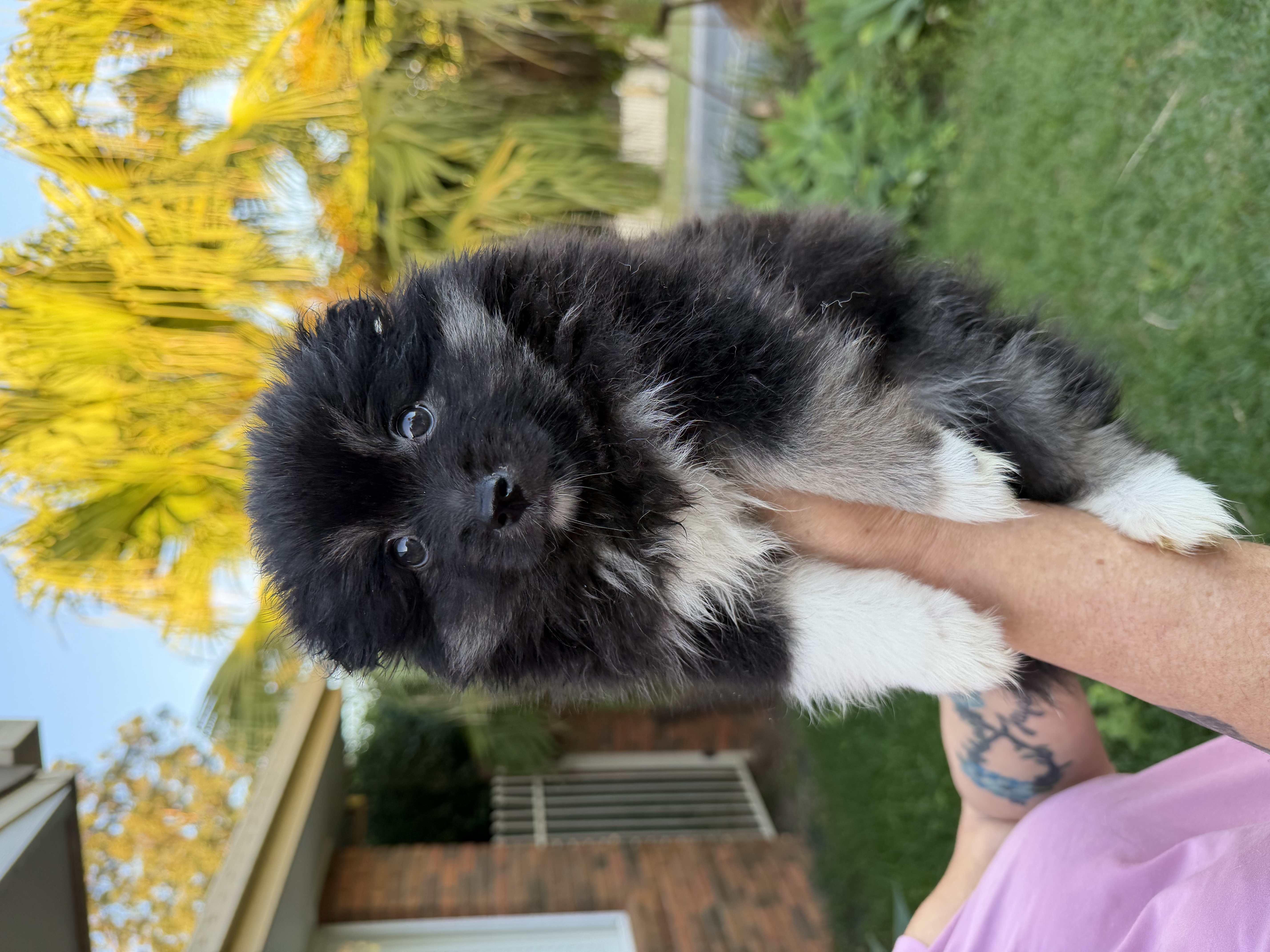Pomsky – Forest Lake