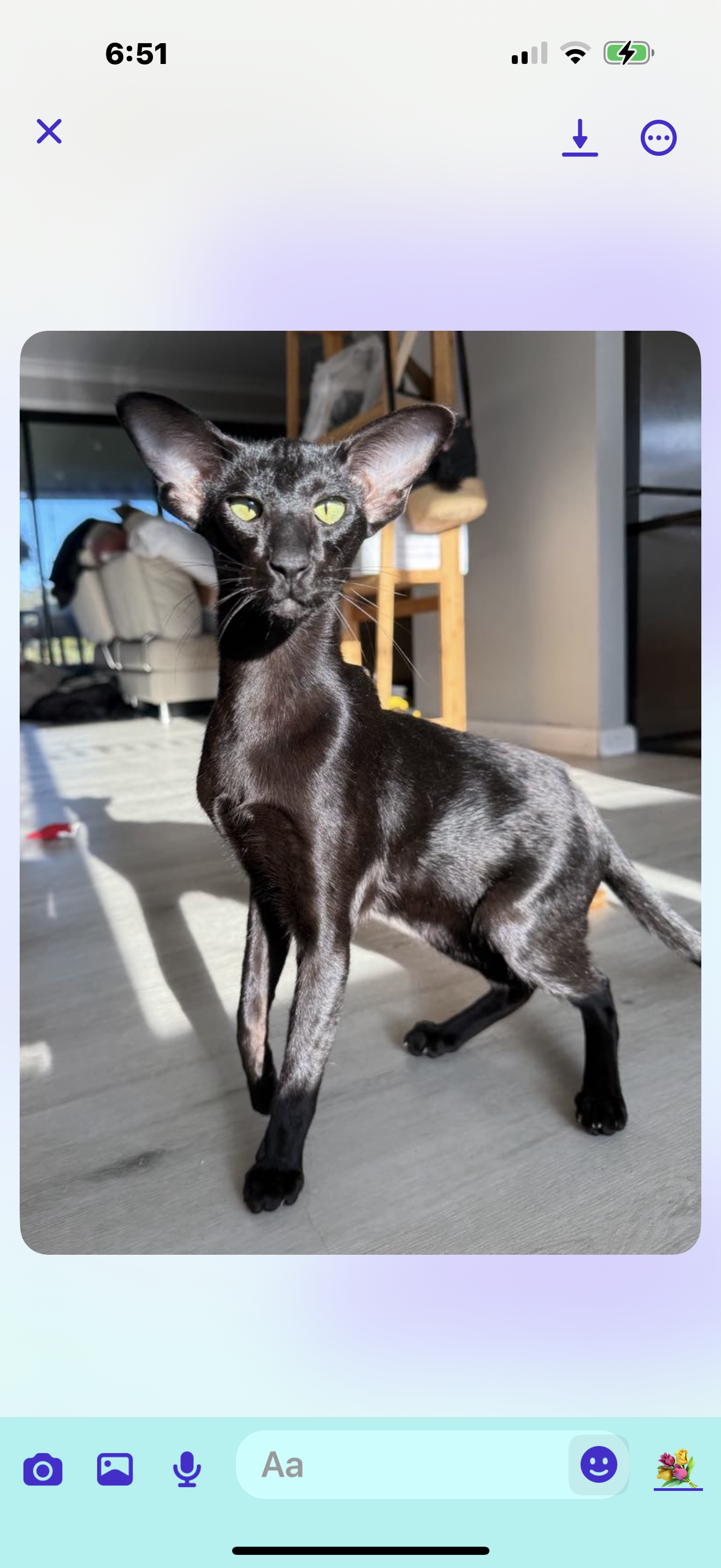 Oriental Shorthair – South Grafton