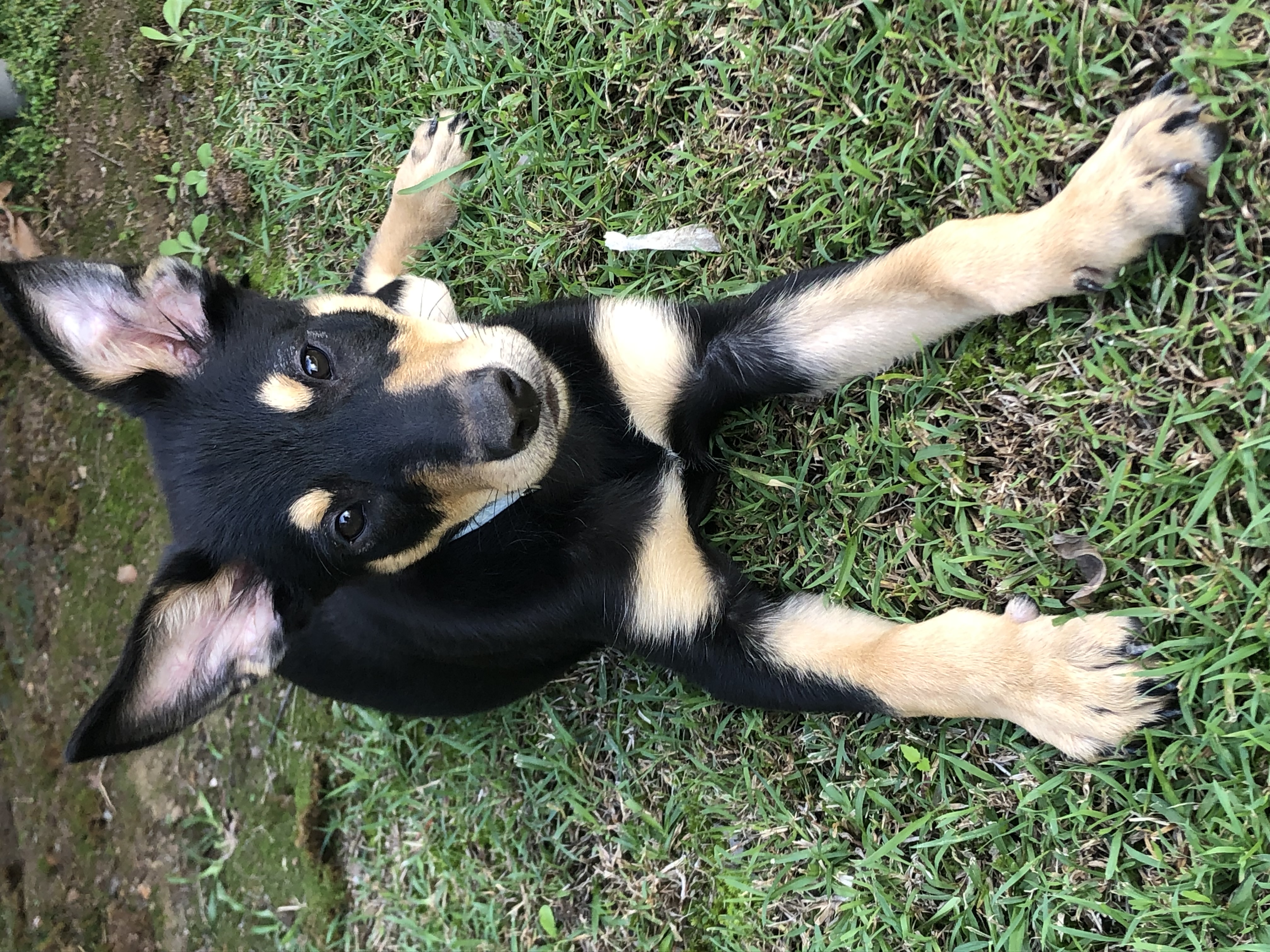 Australian Cattle Dog – Rochedale South
