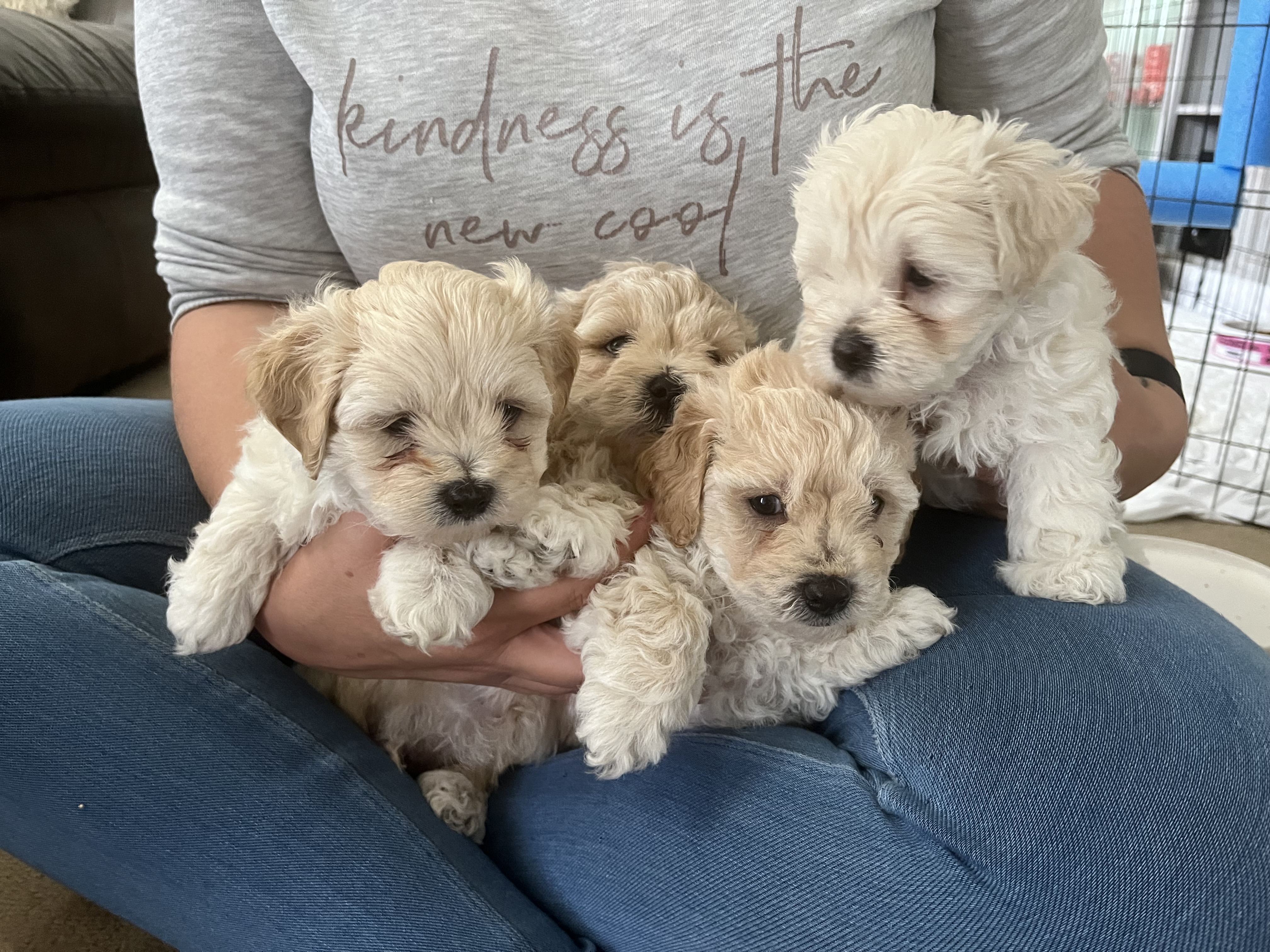 Moodle Puppies- Avondale Heights