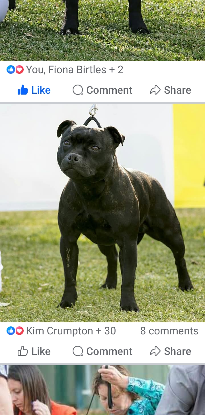 Staffordshire Bull Terrier