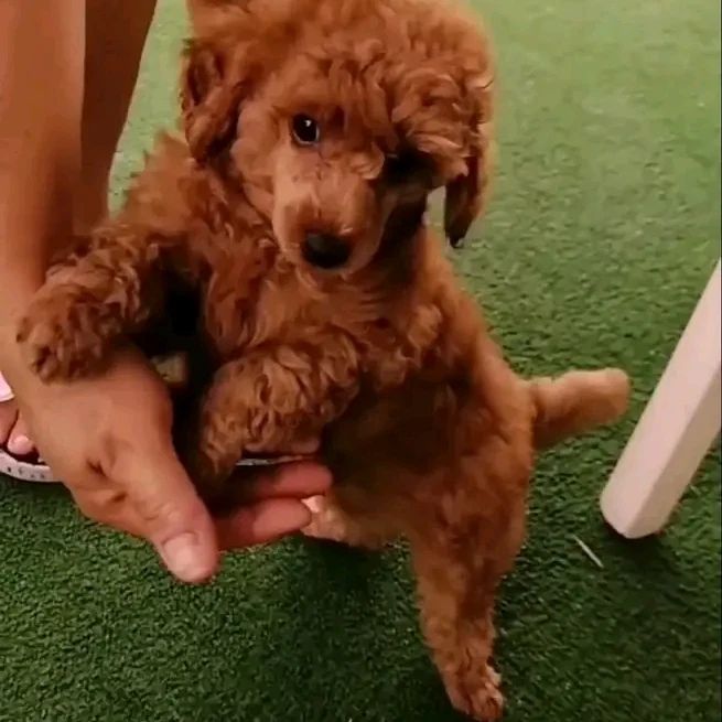 Toy poodle puppies for sale