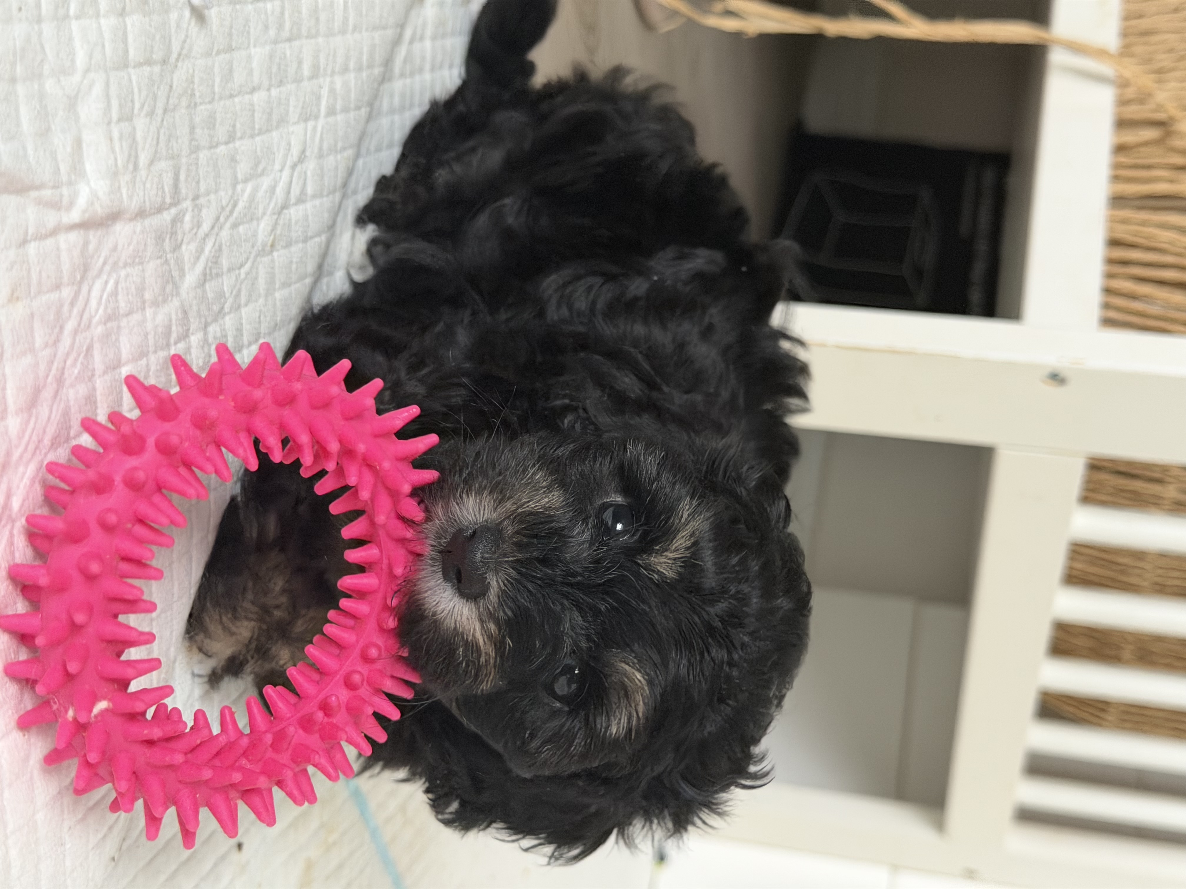 Shih Tzu – Maddison Cox