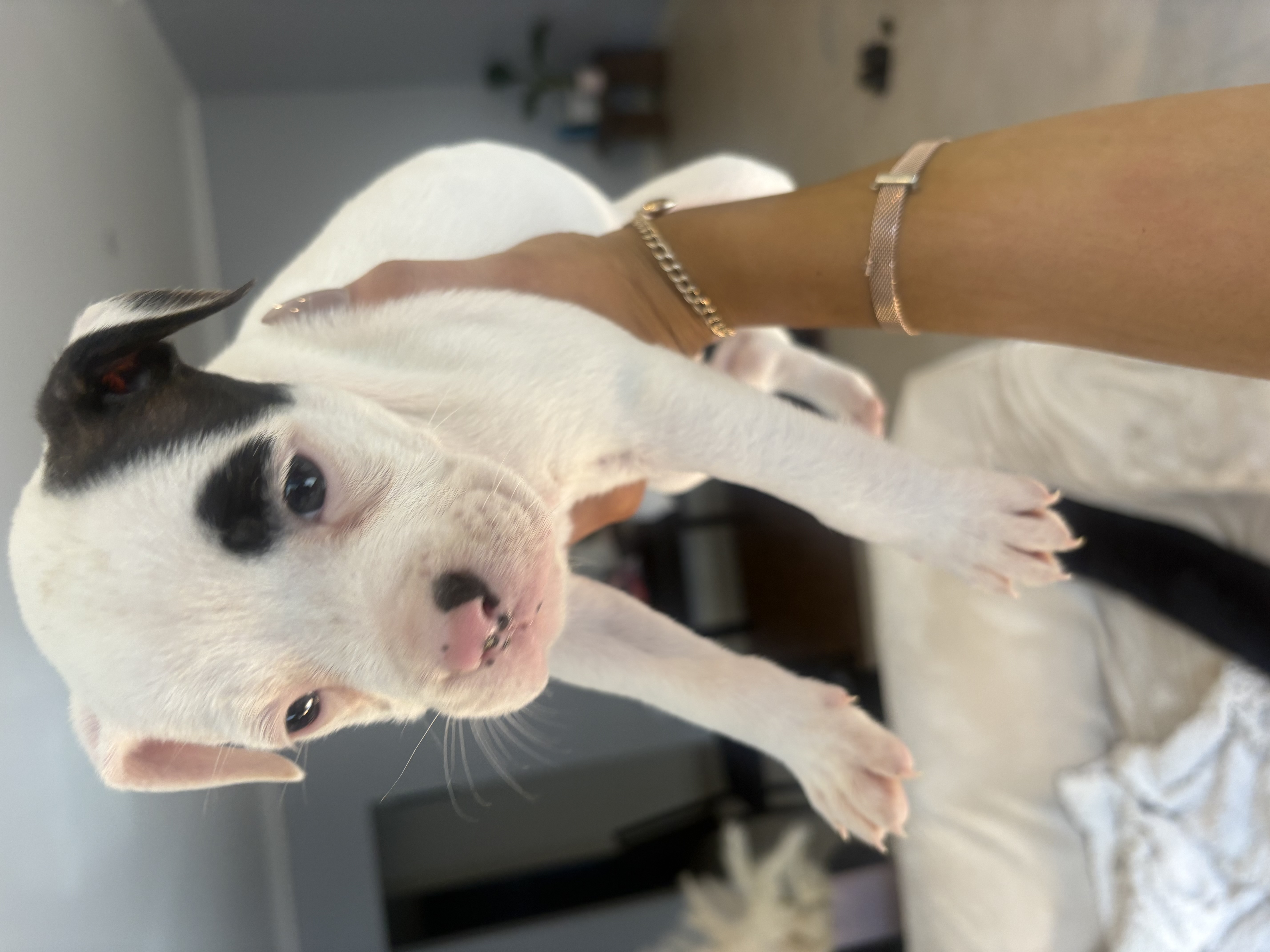 American Bulldog – Landsdale
