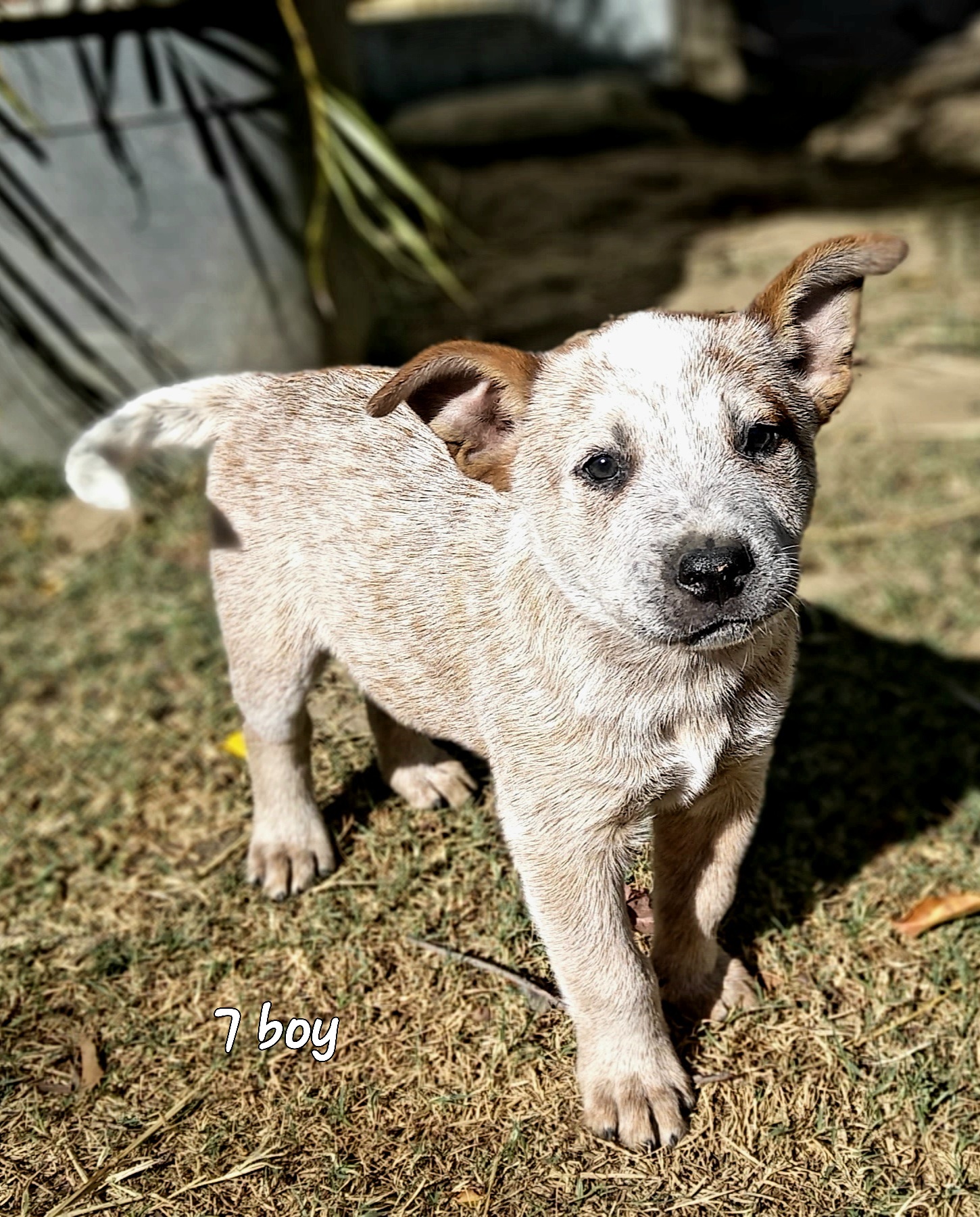 Australian Cattle Dog Pups Blueys and Red, Stumpy and Long tailed