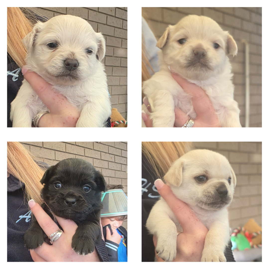 Dogs – Rosemeadow