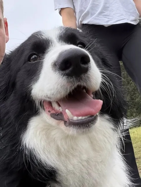 Border Collie – Bondi