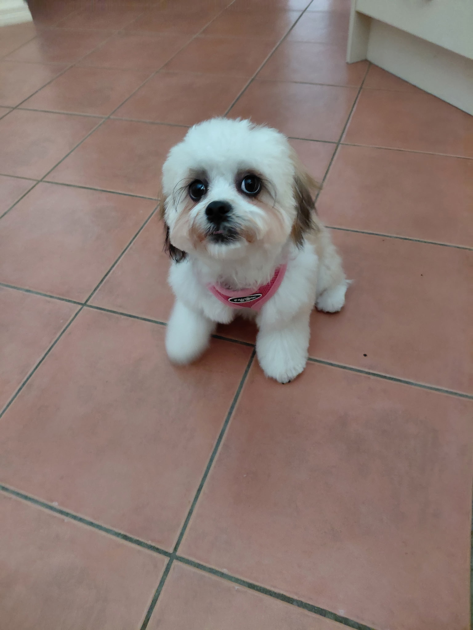 Lhasa Apso – Narangba