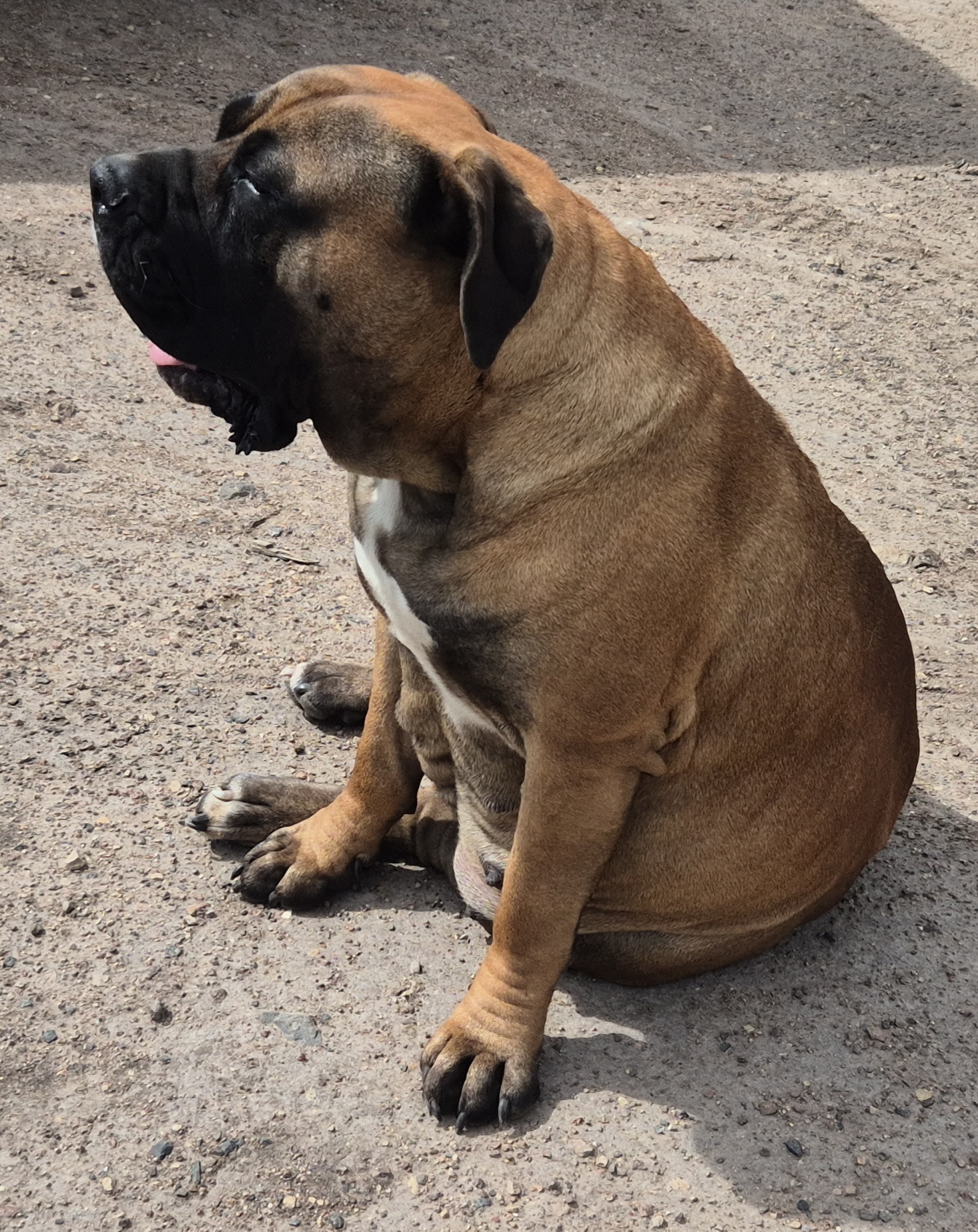 Mastiff – Hobart