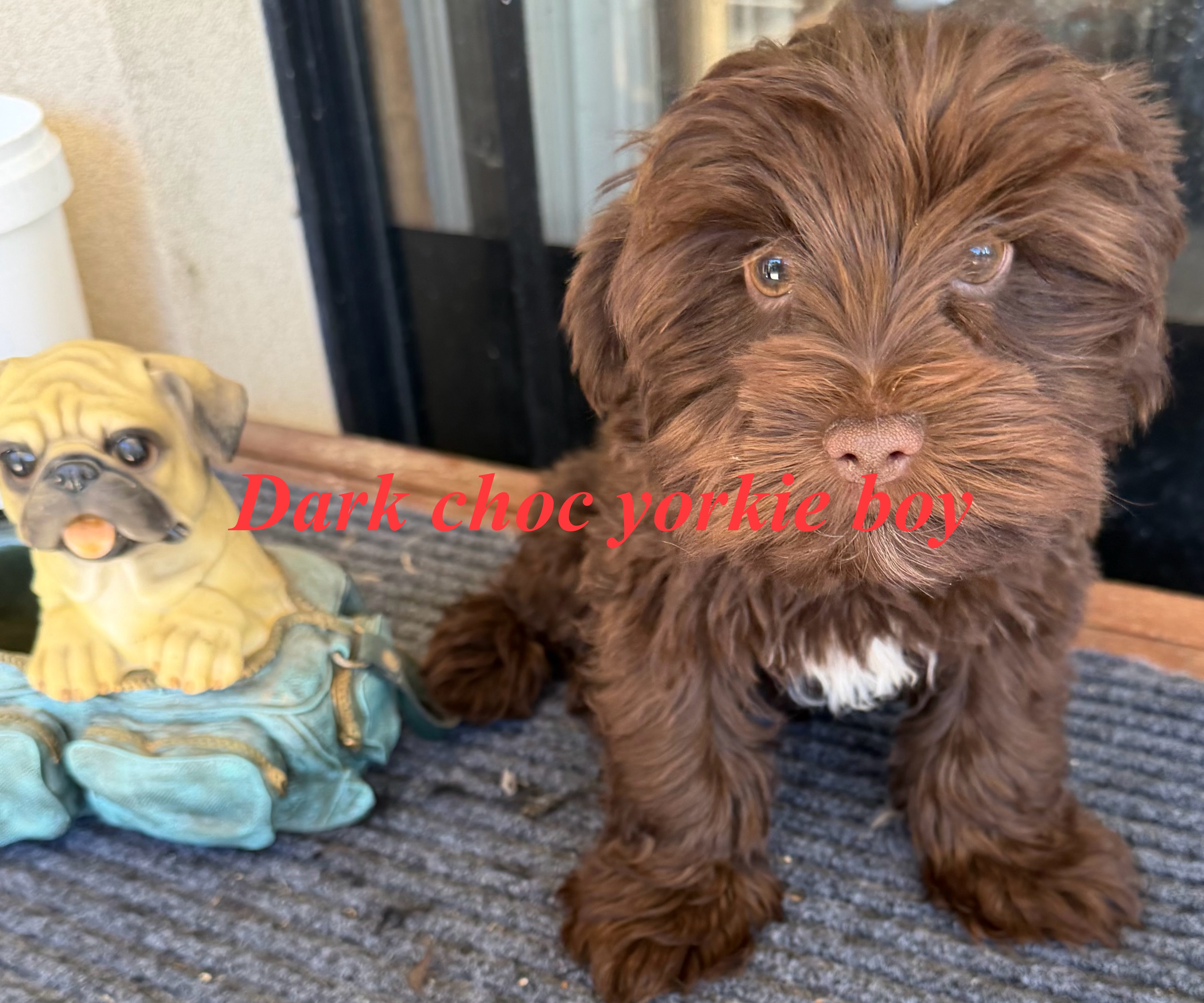 Yorkshire Terrier – Rooty Hill