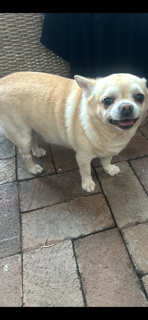 Chihuahua – Parramatta