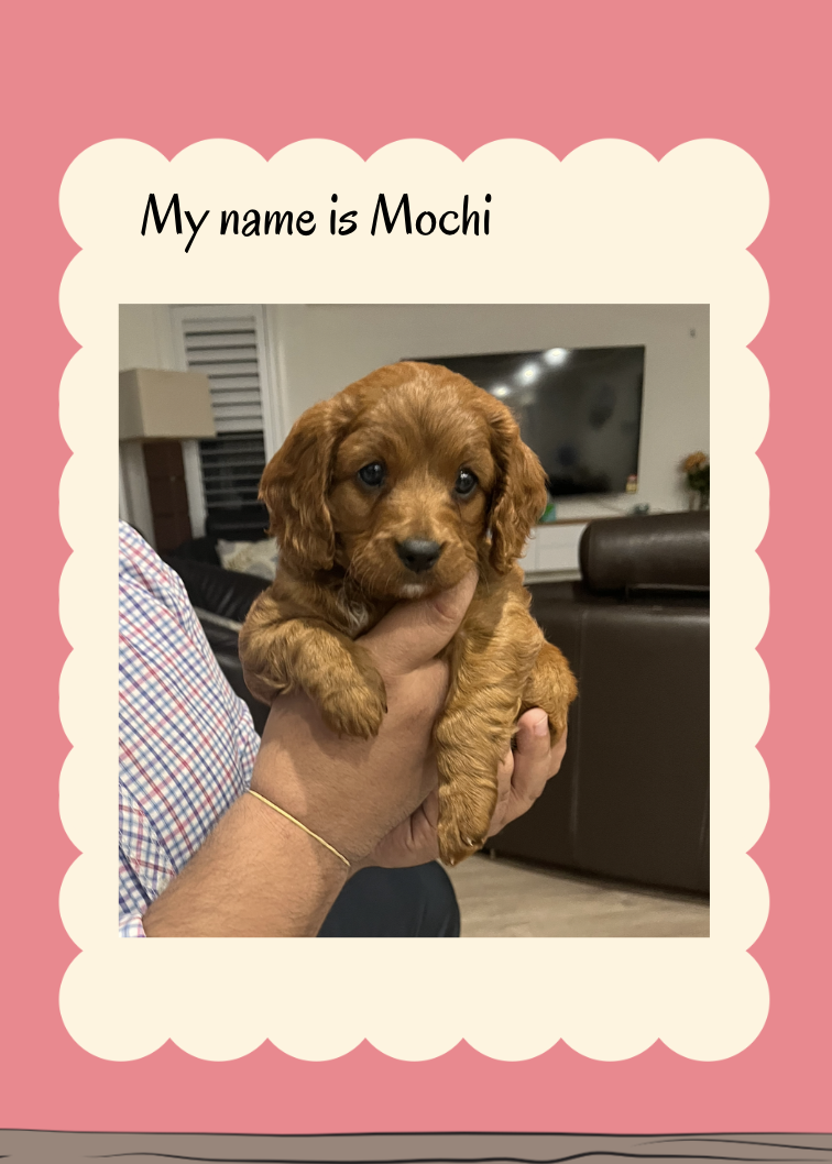 Toy Cavoodle – Medowie