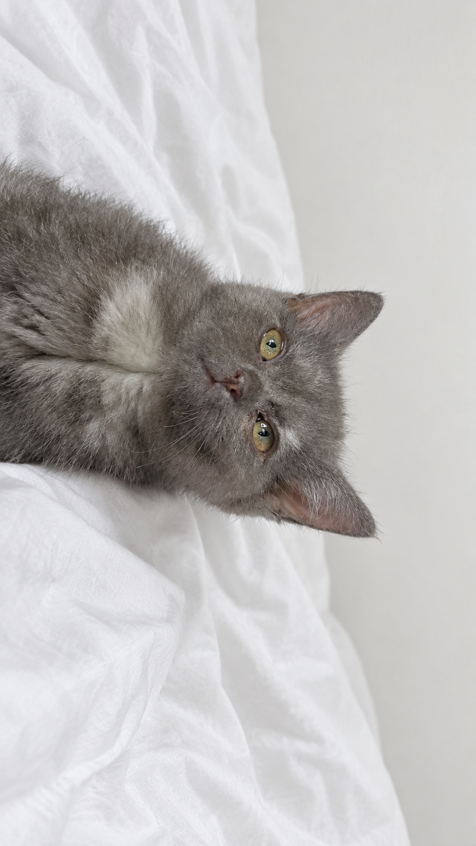 British Shorthair – Eden