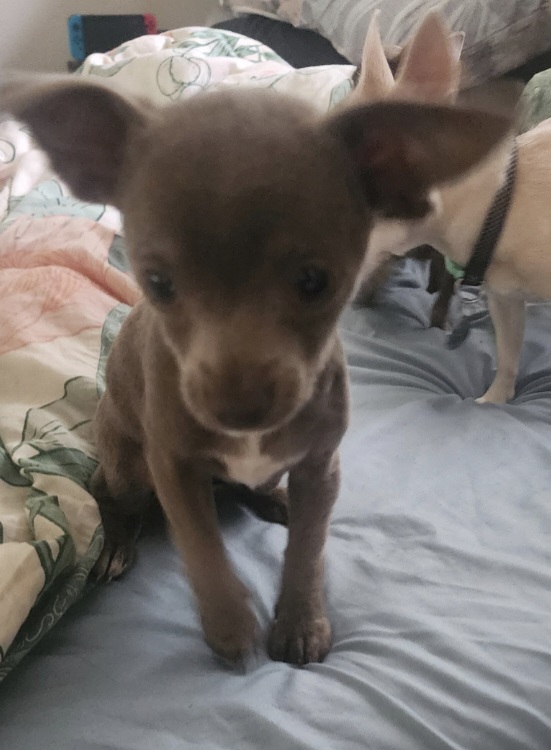 Chihuahua – Taromeo