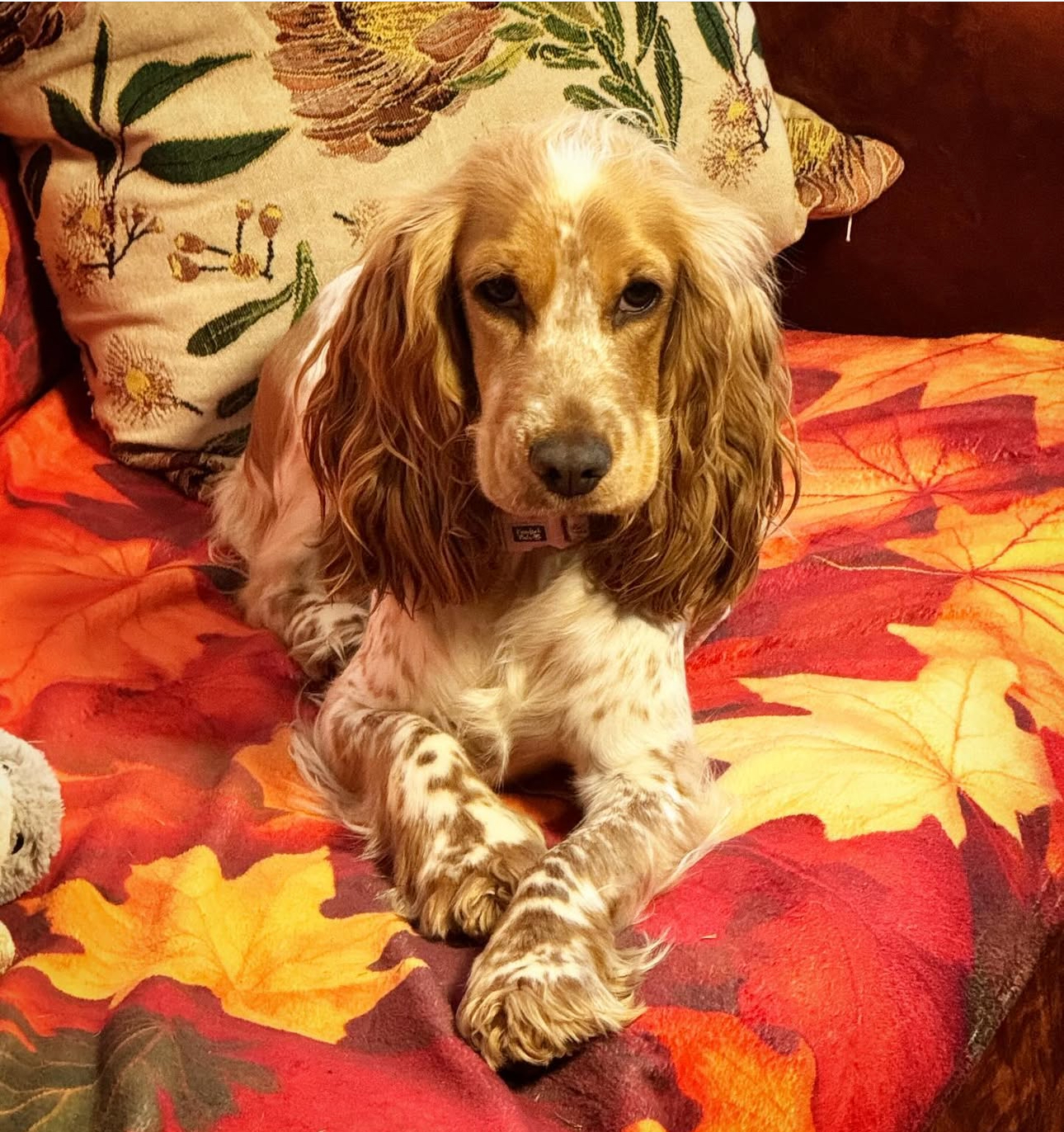 Maltalier – Mount Barker