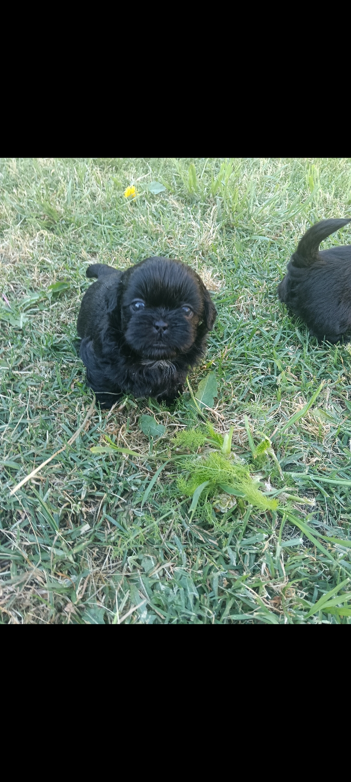 Shih Tzu – Rosebud