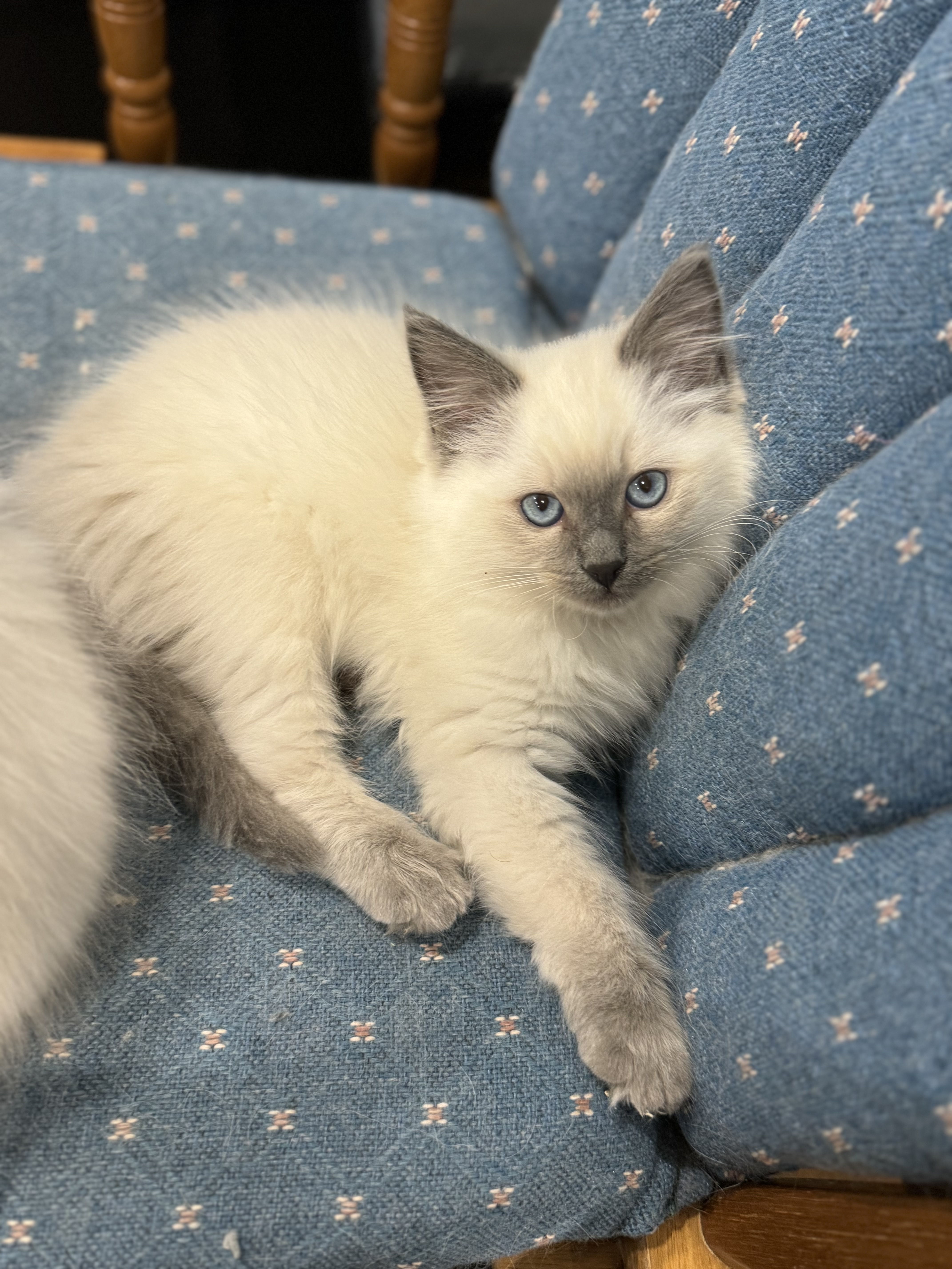 Ragdoll - Brookfield - PetsForHomes