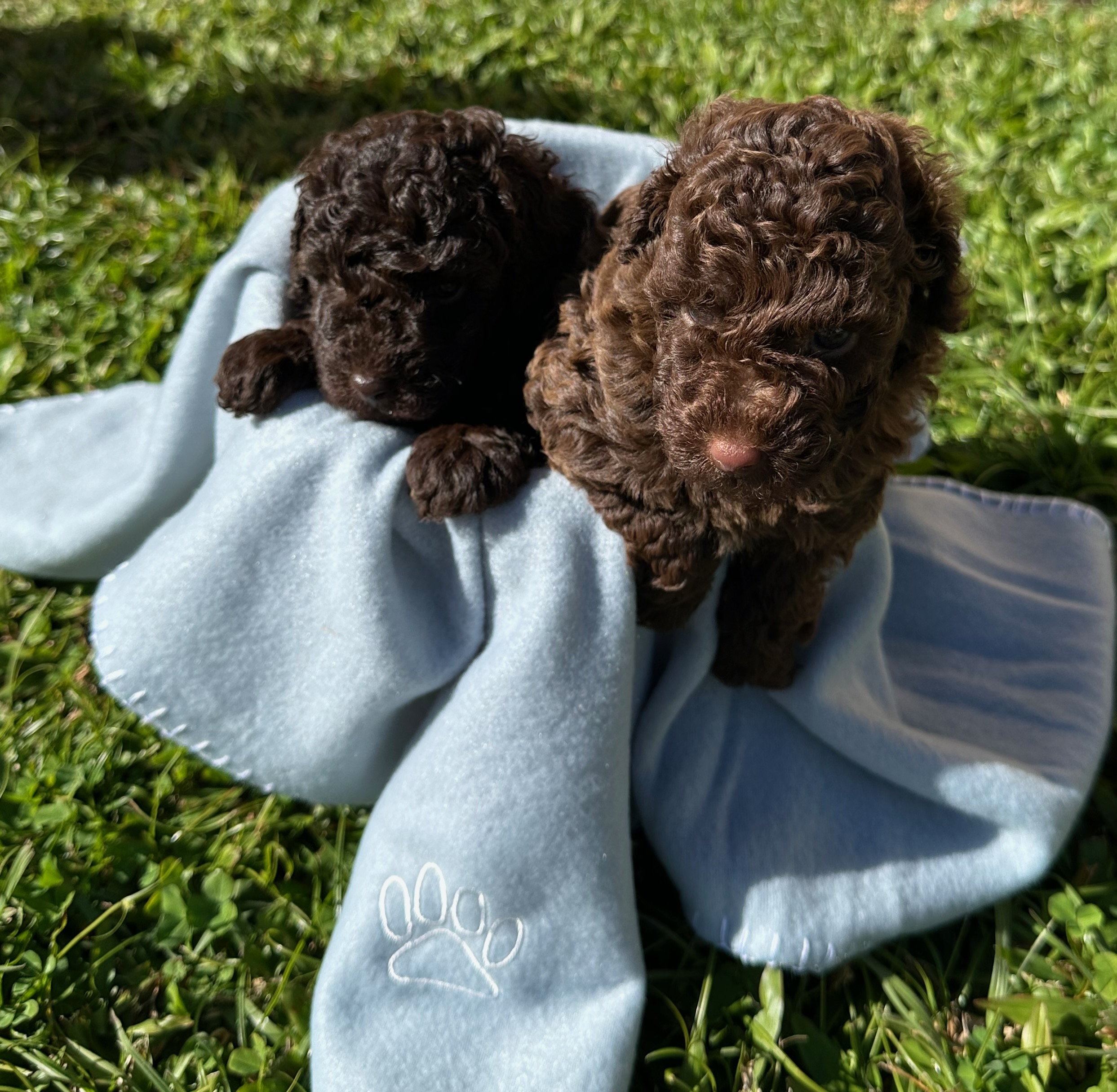 Toy Poodle – Tweed Heads