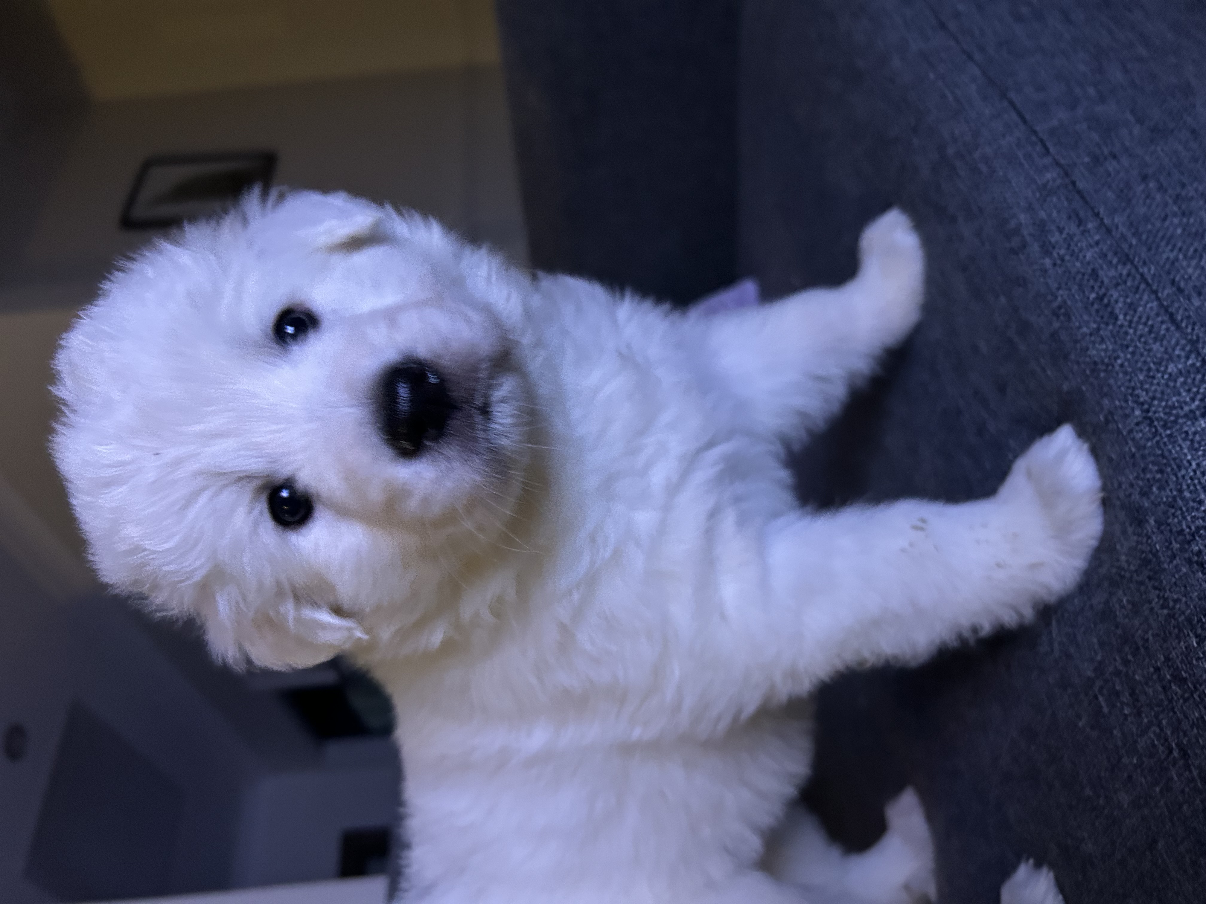 Maremma Puppies