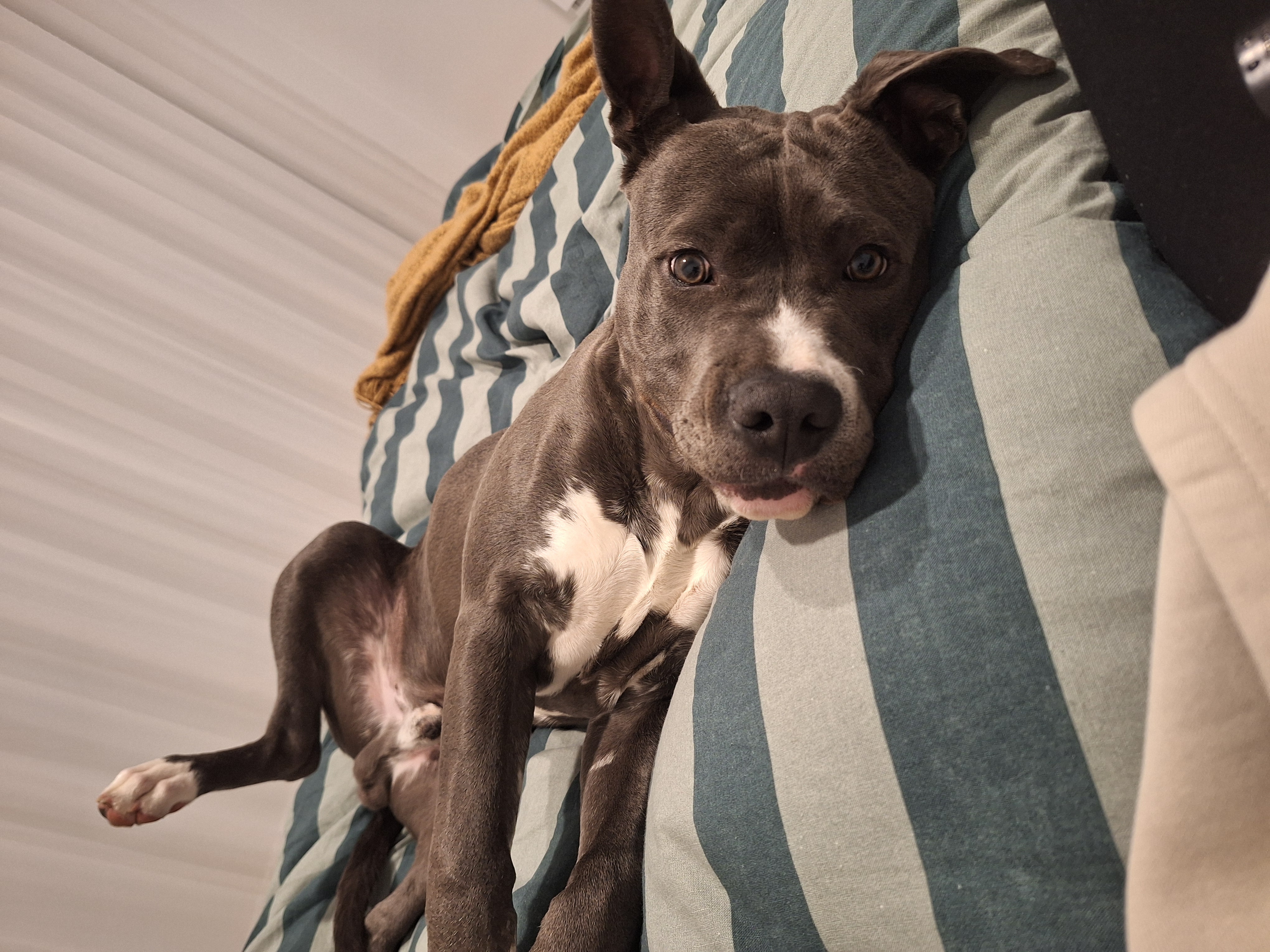 American Staffordshire Bull Terrier – Georgia