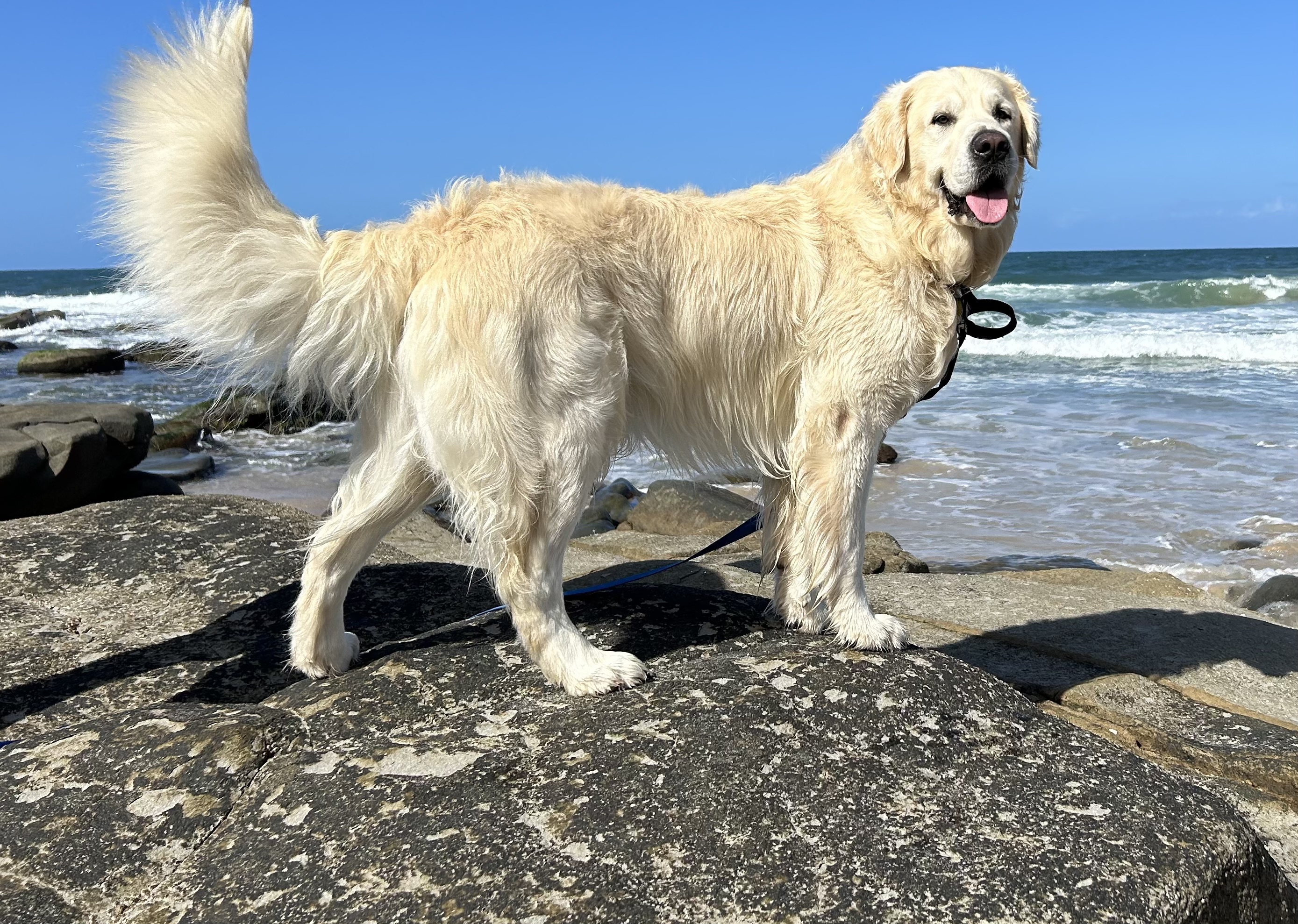 Golden Retriever – Ormeau Hills