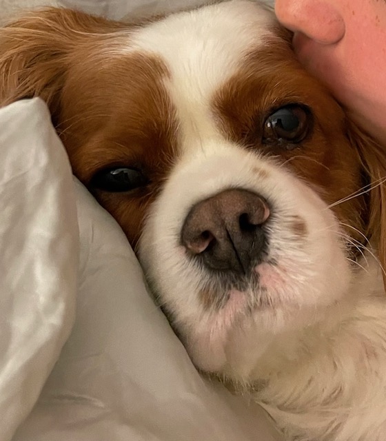Cavalier King Charles Spaniel - South Coogee