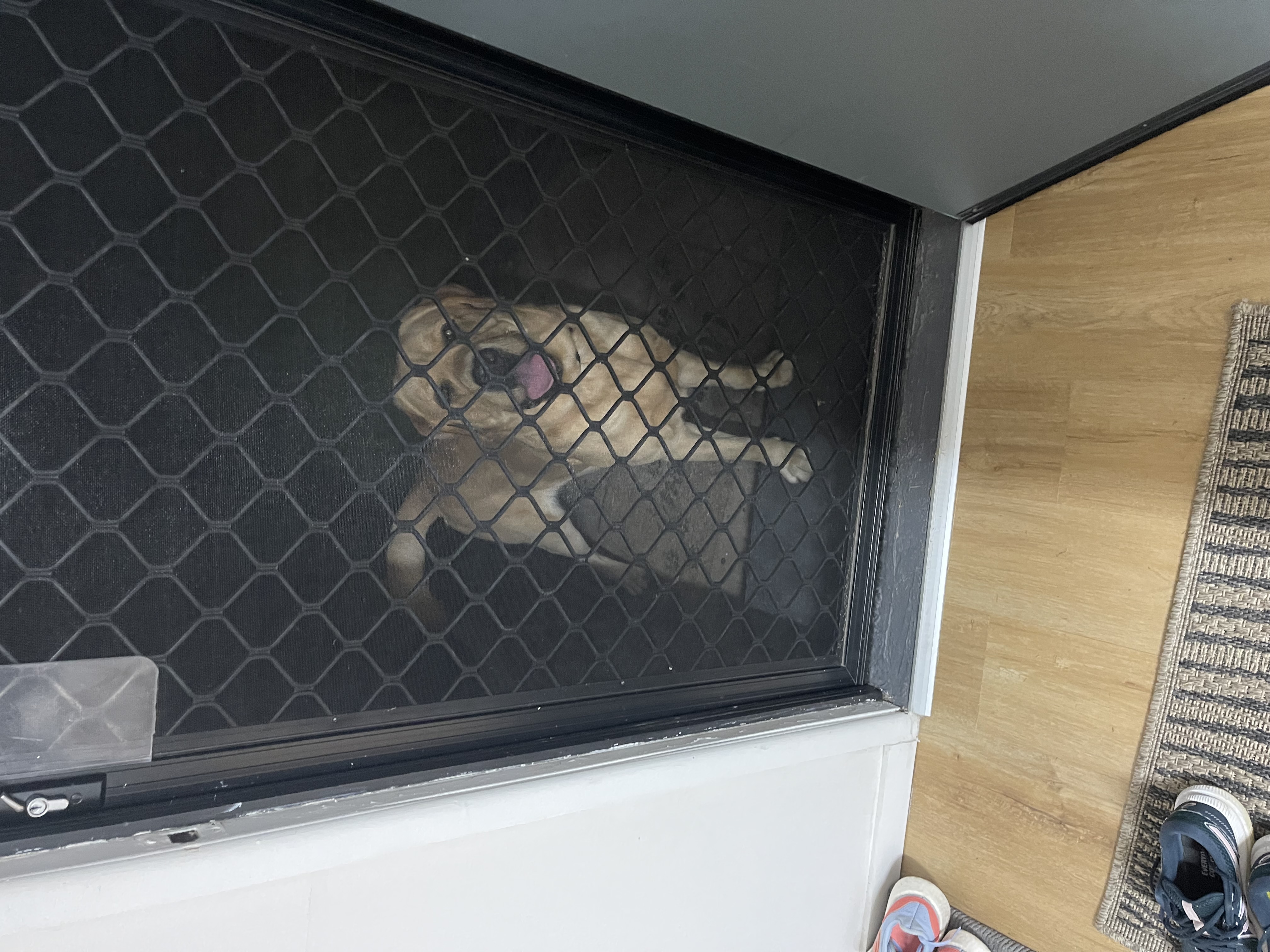Labrador Retriever – Coonarr